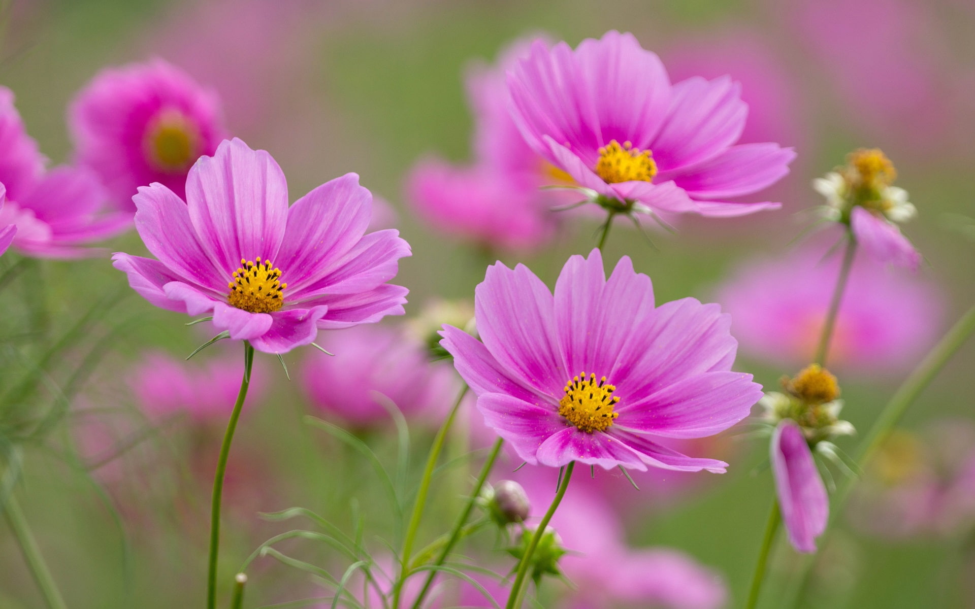 cosmos, 1080P, Flowers, Pink, HD Wallpaper