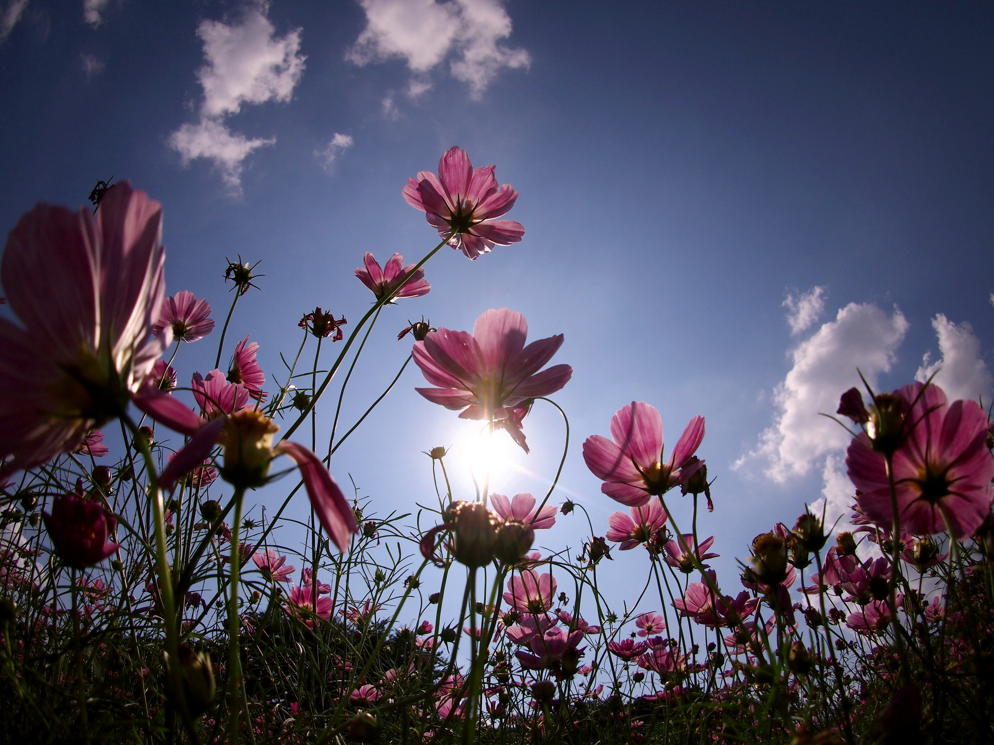 photo, to the SKY, 9mm, angle, Fly me, springtime, 4K, low-angle, low, daytime, flowers, plant, flower, summer, F8.0, beauty In Nature, nature, pink, outdoors, HD Wallpaper