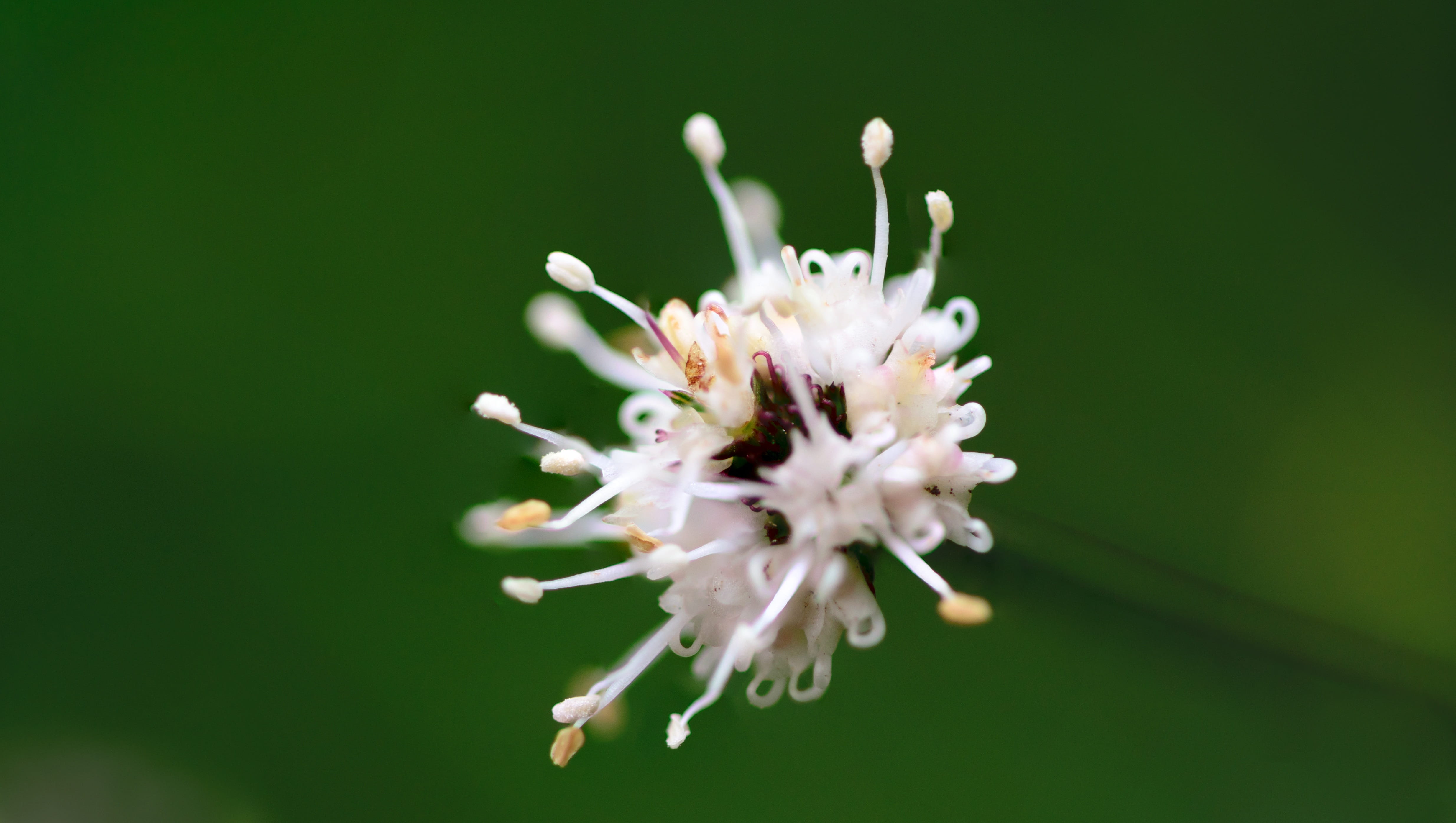 petal, growth, summer, white, botany, pattern, inflorescence, detail, field, pollen, Biology, botanical, bright, small, 4K, sitting, studio shot, no people, HD Wallpaper