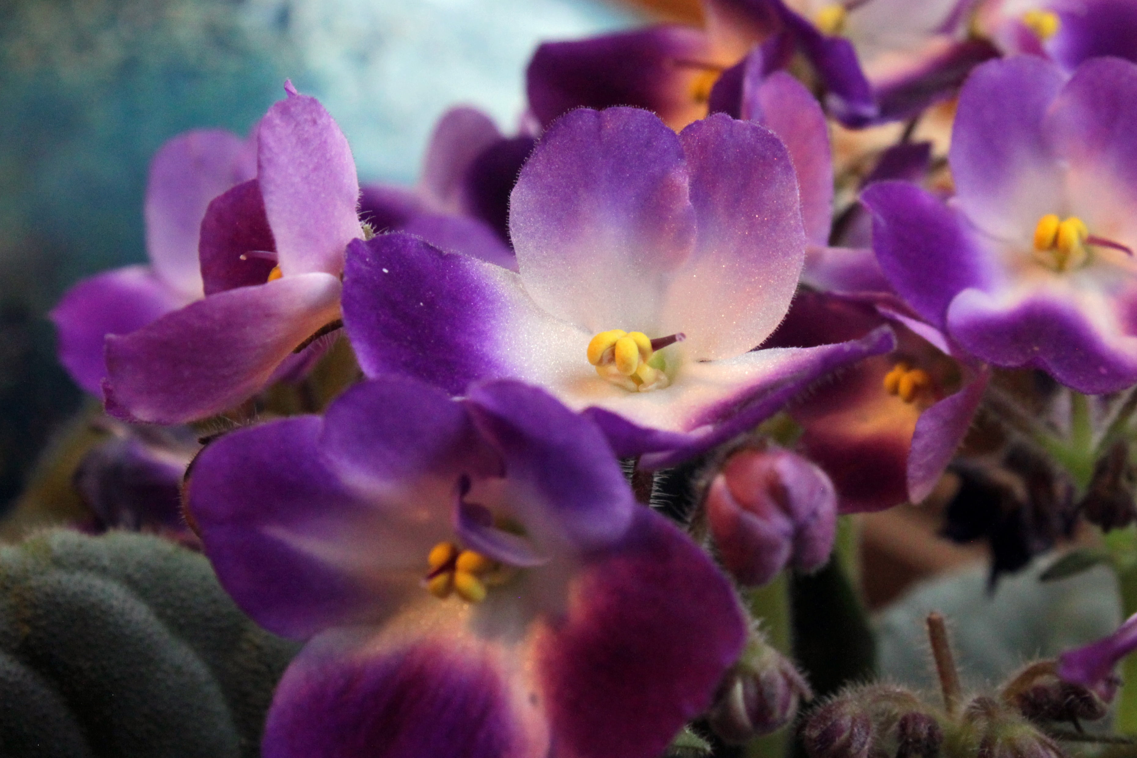 houseplant, selective focus, summer, home, beauty, color, orchid, flower, hobby, blossom, flowering plant, growth, botanical, gardening, pollen, natural, HD Wallpaper