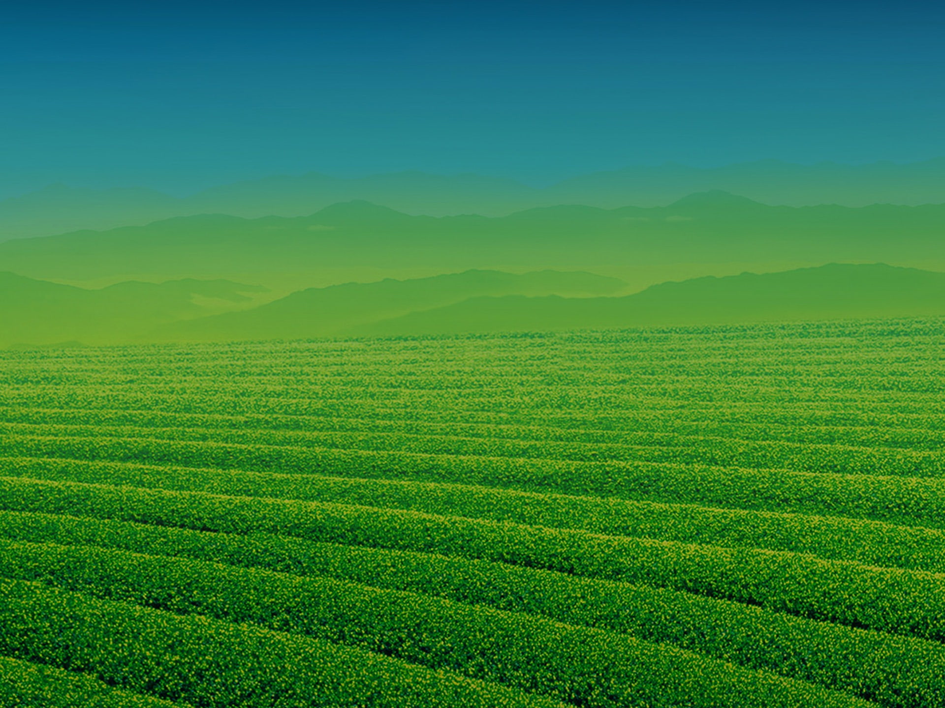 iphone, growth, plant, apple, plus, 1080P, rural scene, tea crop, ios, field, beauty in nature, environment, green, crop, plantation, tranquility, HD Wallpaper