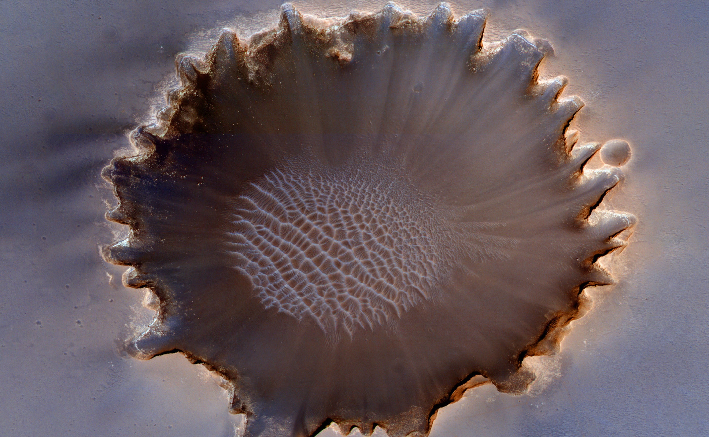 animal themes, beauty in nature, close-up, Curiosity, RedPlanet, one animal, invertebrate, outdoors, Space, macro, single object, sea, fossil, undersea, HD Wallpaper
