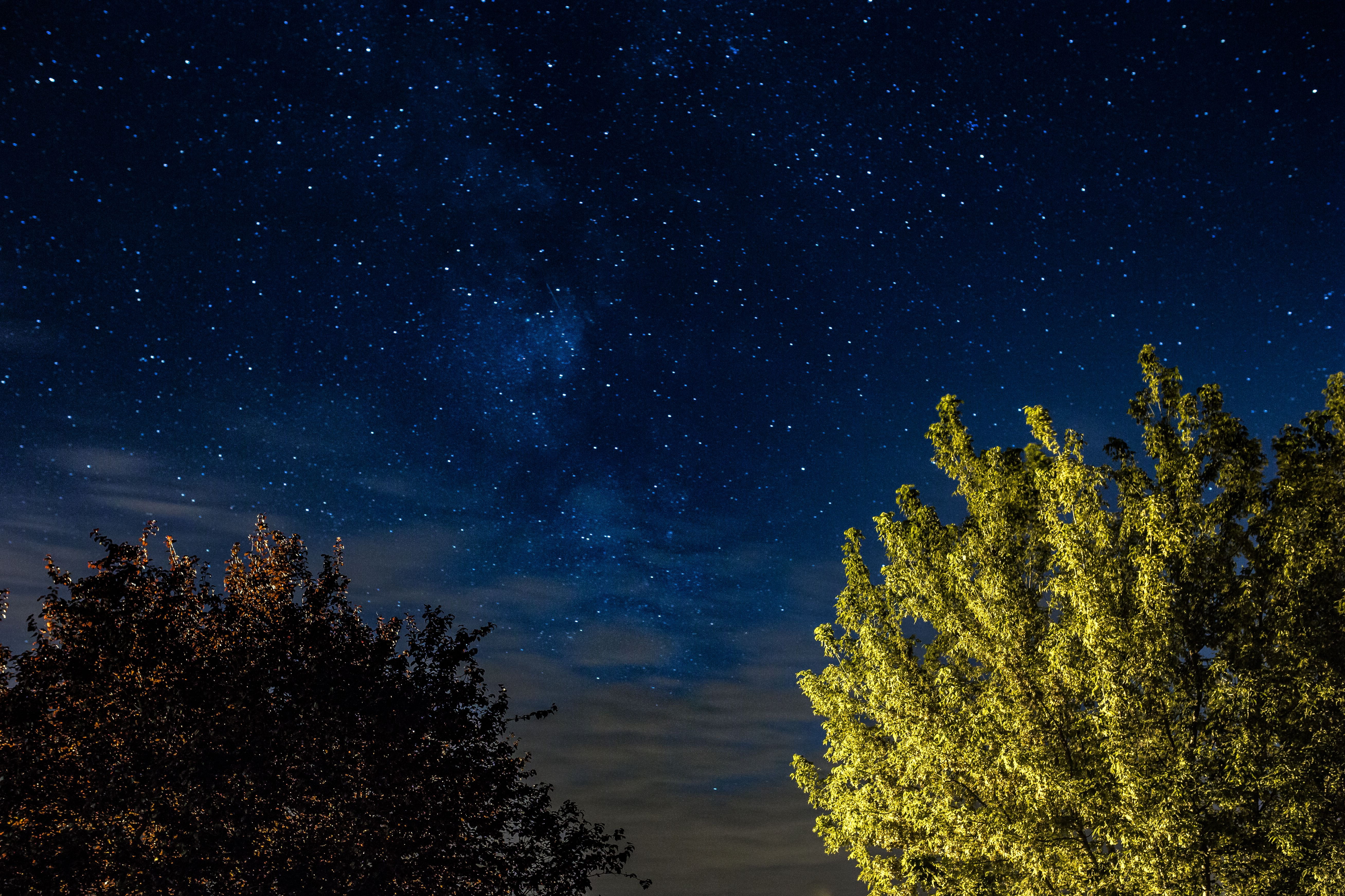 beauty in nature, coniferous tree, star, scenics - nature, space and astronomy, tree, night, galaxy, trees, space, 5K, star - space, astrophotography, HD Wallpaper