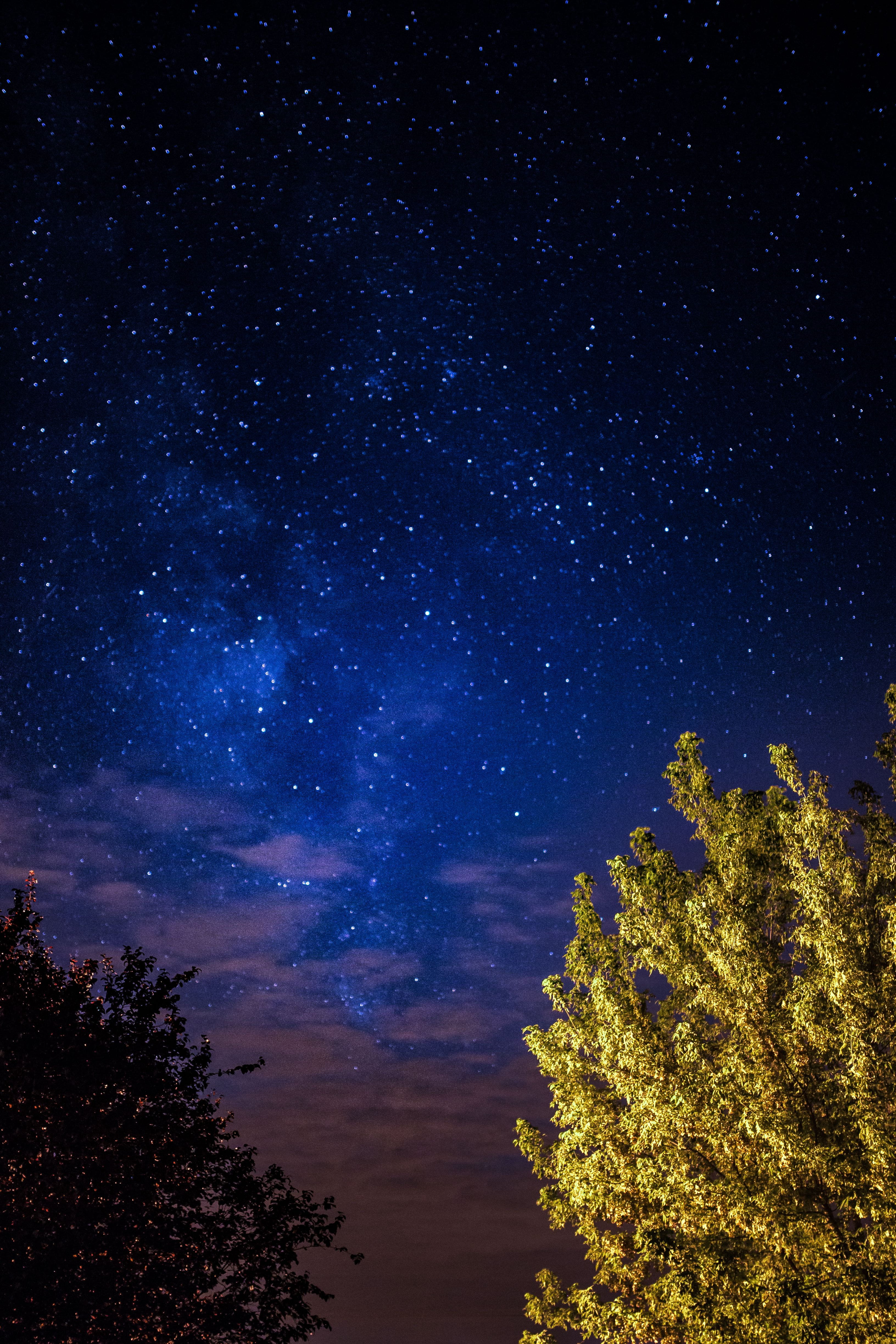 star - space, star, stars, tree, plant, beauty in nature, nighttime, sky, galaxy, 4K, starry, astrophotography, milky way, space and astronomy, trees, Phone HD Wallpaper