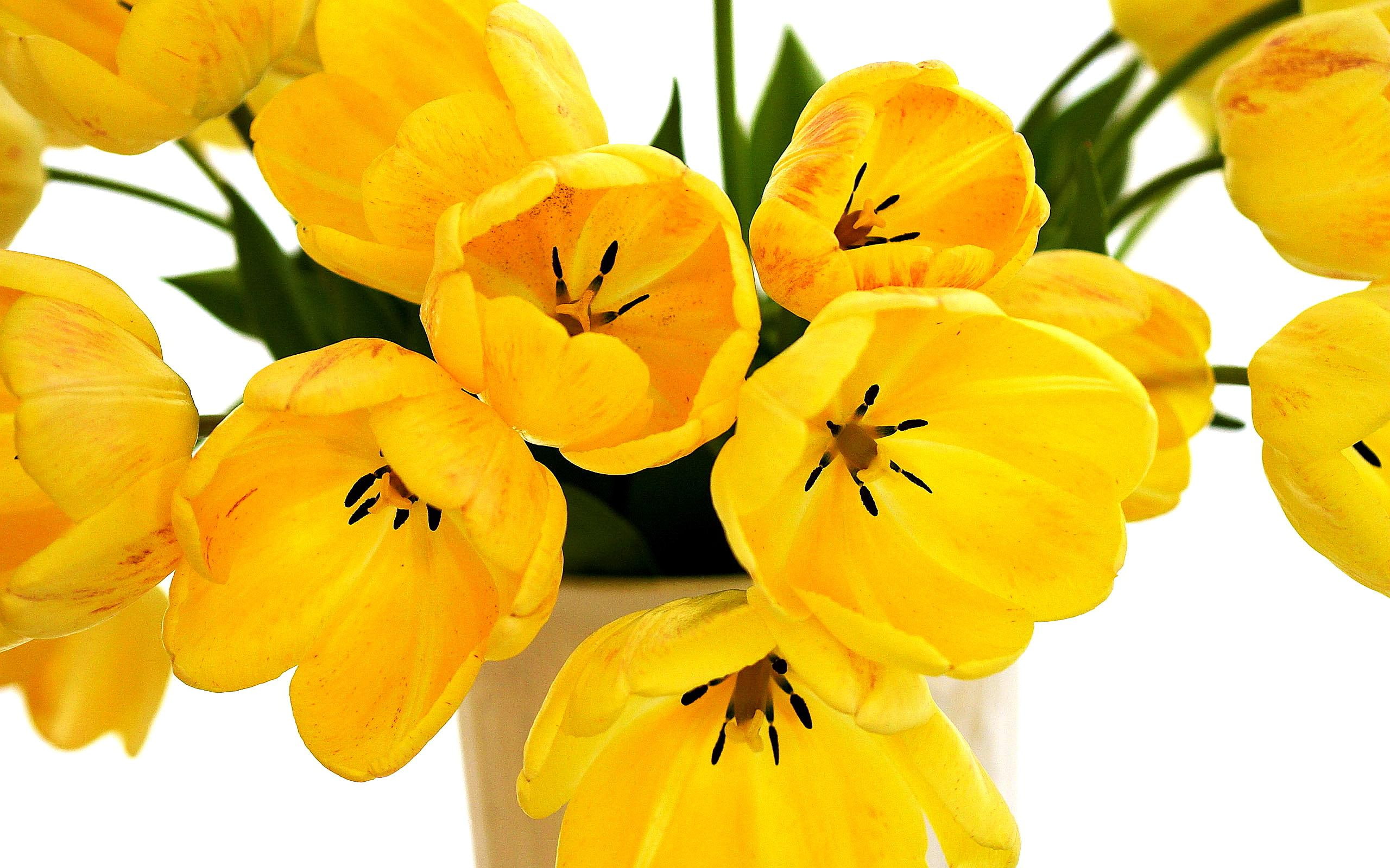 nature, flower, tulips, 2K, yellow, speckled, HD Wallpaper