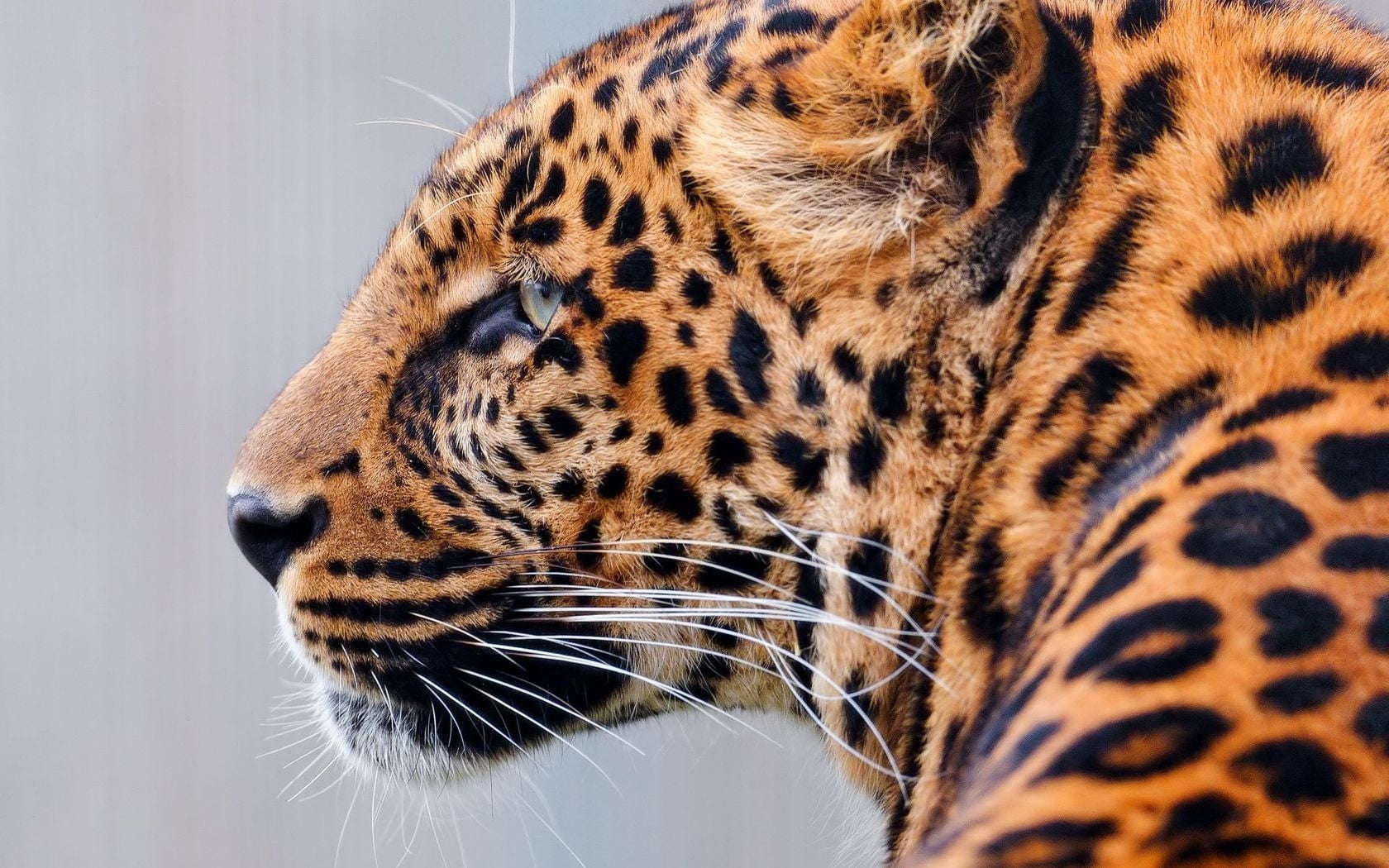 carnivore, animal themes, wildlife, fur, looking, majestic, animal eye, close-up, animal body part, undomesticated Cat, predator, face, one Animal, mammal, HD Wallpaper