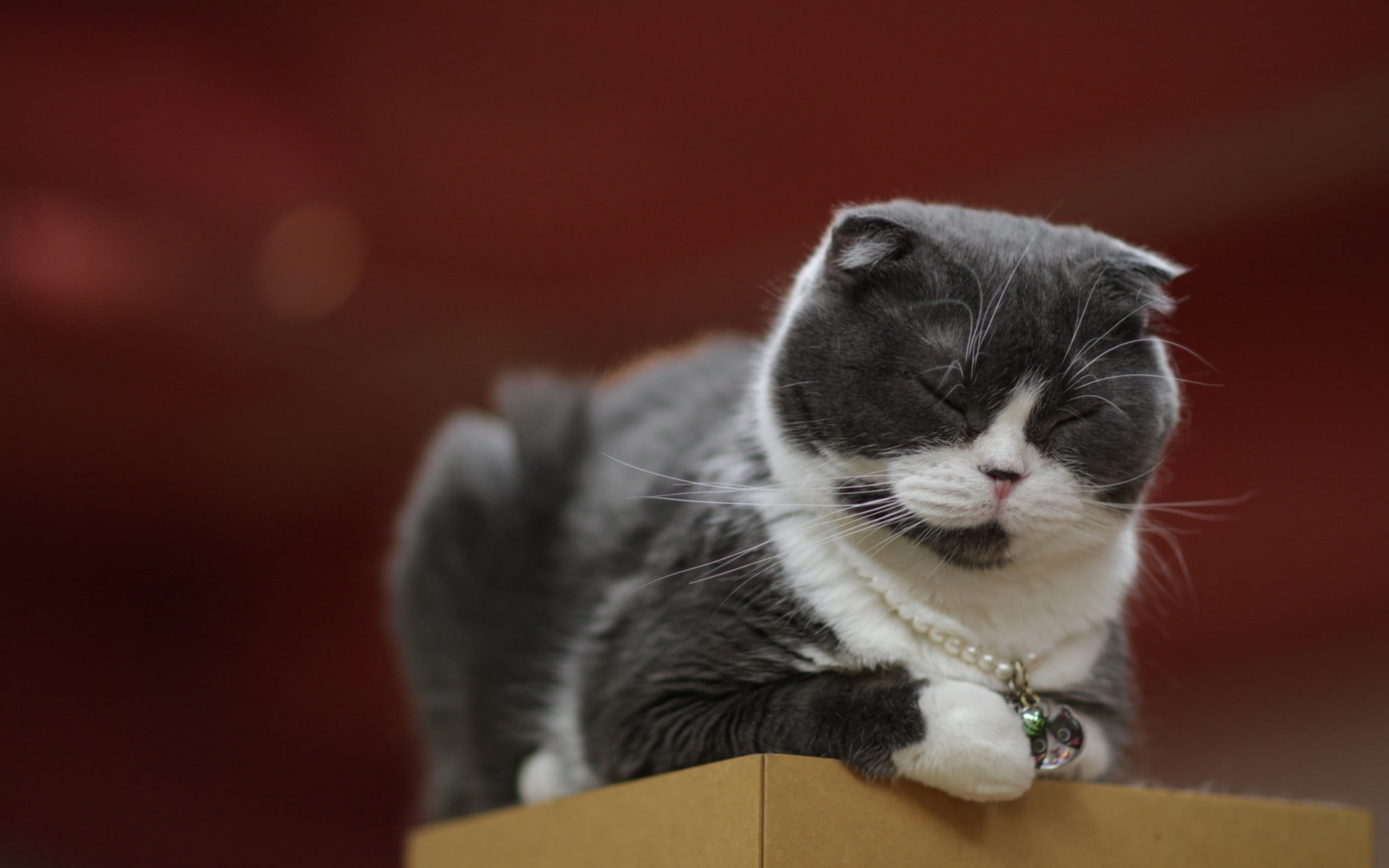 no people, fluffy, close-up, short, cardboard, indoors, pets, fur, cute, container, domestic Cat, 2K, feline, kitten, sleep, vertebrate, box, one Animal, HD Wallpaper