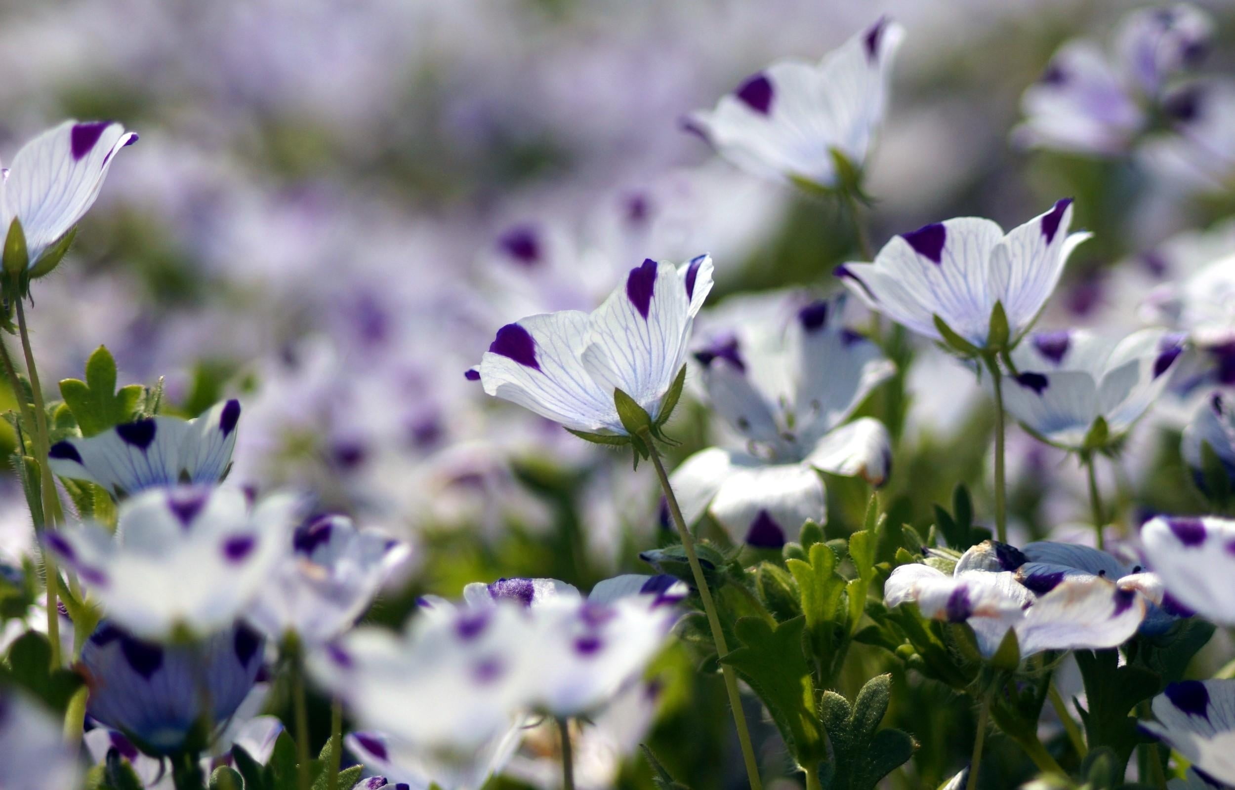 fragility, speckled, nemofily, inflorescence, day, flowers, flowering plant, selective focus, outdoors, plant, 1080P, field, petaled, flower head, springtime, HD Wallpaper