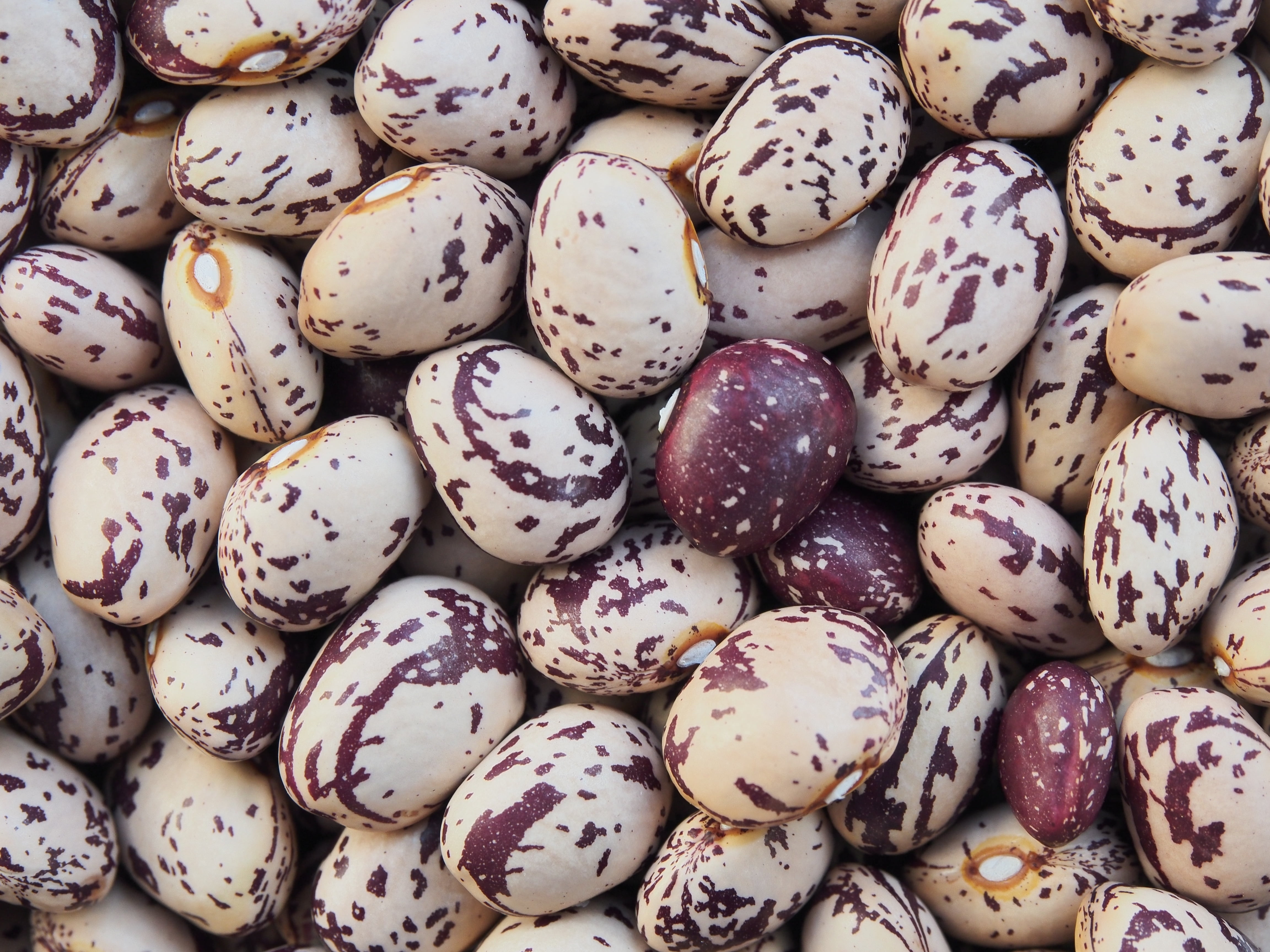 borlotti, abundance, beans, backgrounds, speckled, high angle view, cultures, 4K, celebration, nuts, pattern, no people, food and drink, full frame, large group of objects, HD Wallpaper