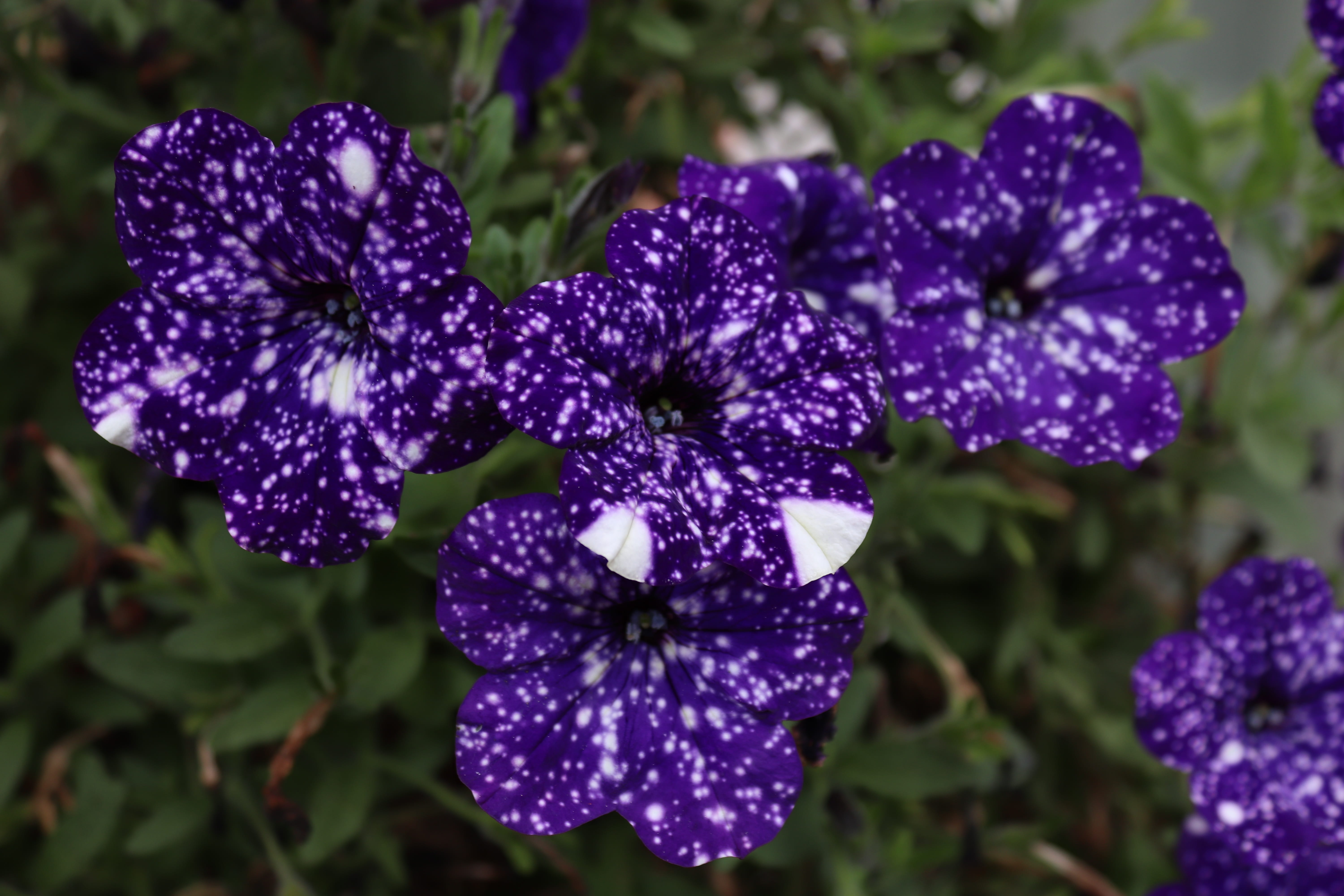 freshness, blue blossom, petunia, purple, lilac, growth, blue, flower head, close-up, color, plant, vulnerability, outdoors, focus on foreground, ornamental plant, HD Wallpaper