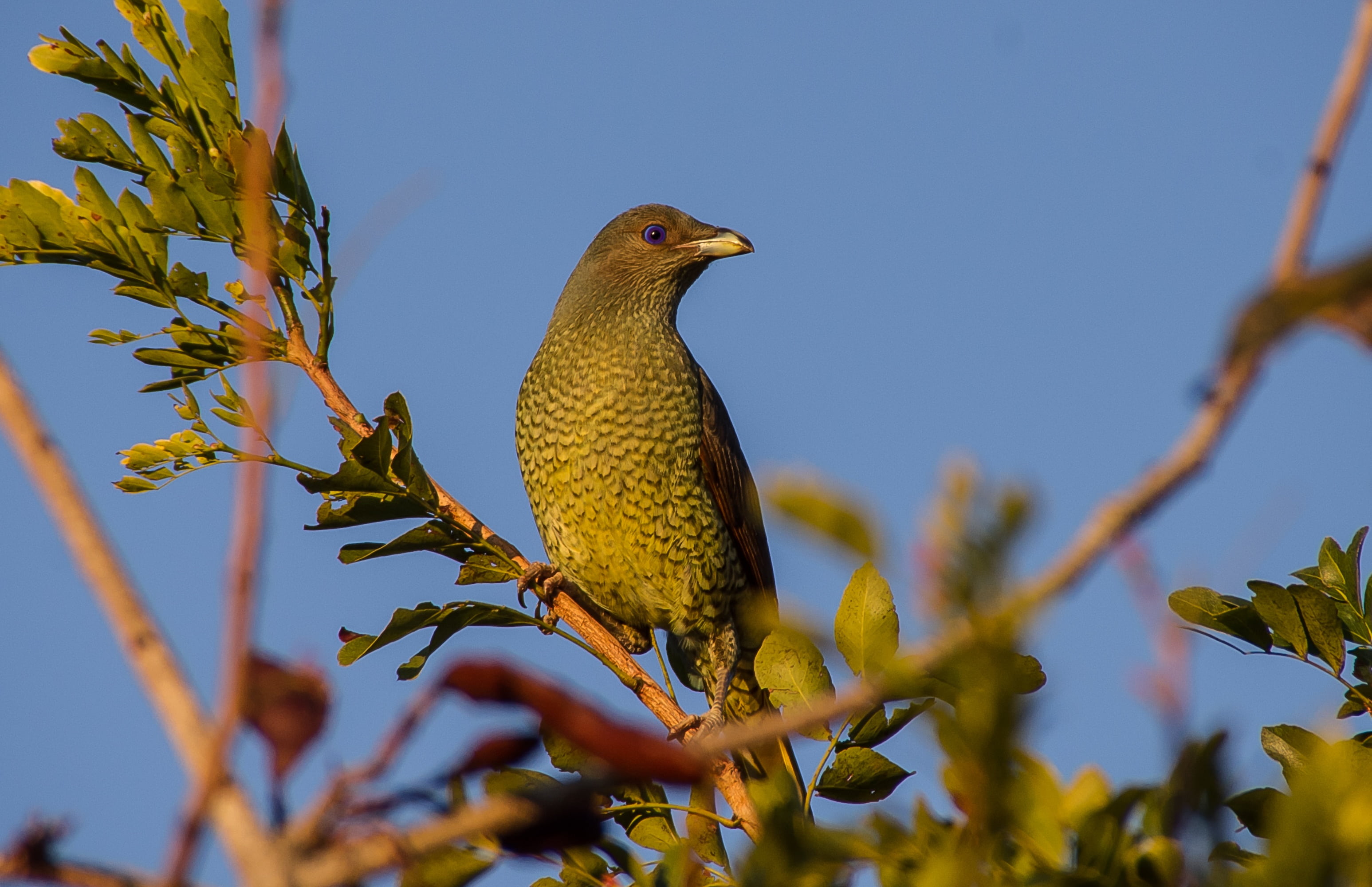 2K, low angle view, bird, australia, ptilonorhynchus violaceus, gray, tree, sky, clear sky, animals in the wild, day, shallow, yellow, wild, blue eyes, HD Wallpaper