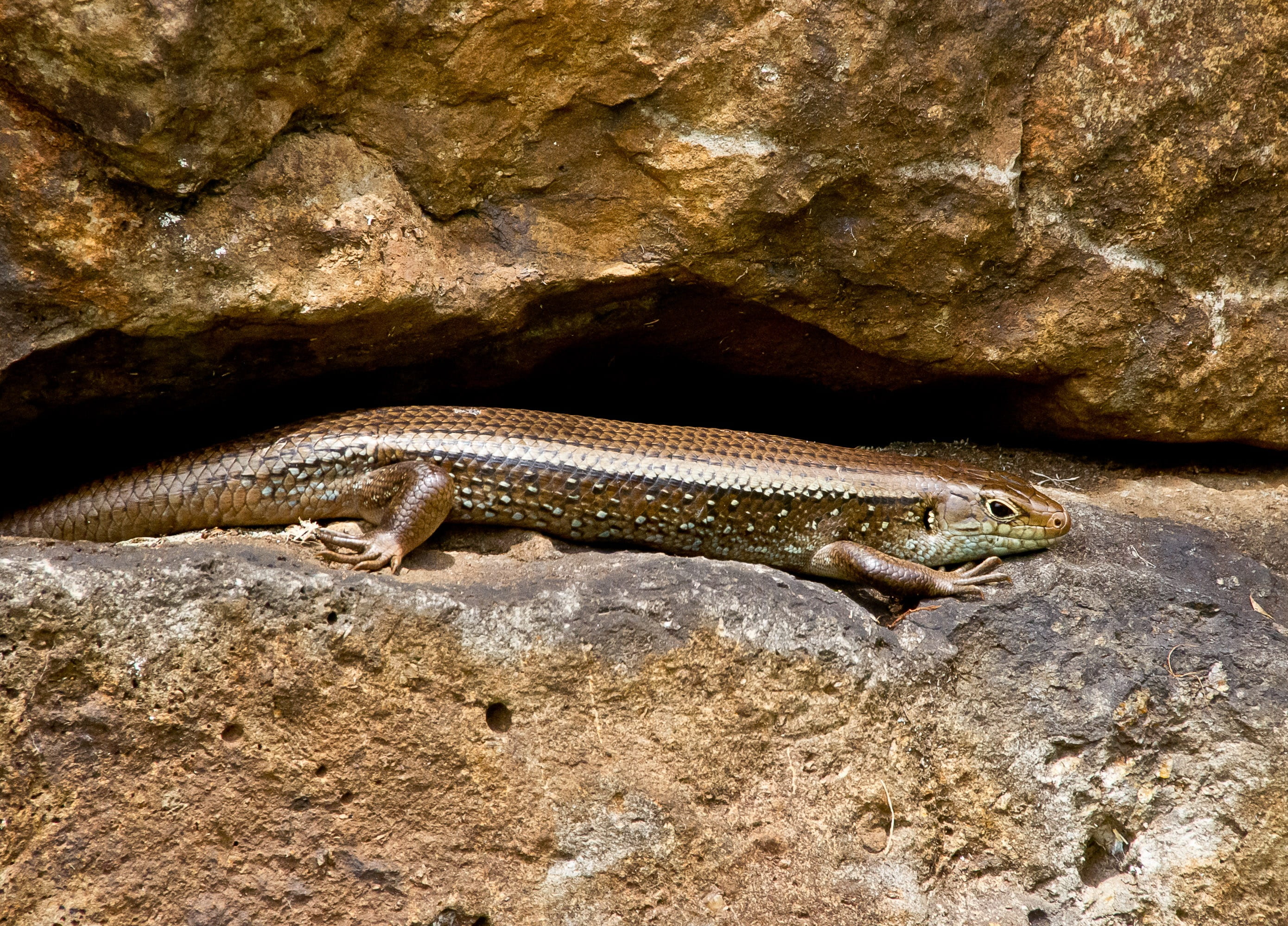 reptile, scincoides, animal themes, rock - object, pattern, outdoors, no people, lizard, close-up, queensland, skink, vertebrate, rocks, animals in the wild, HD Wallpaper