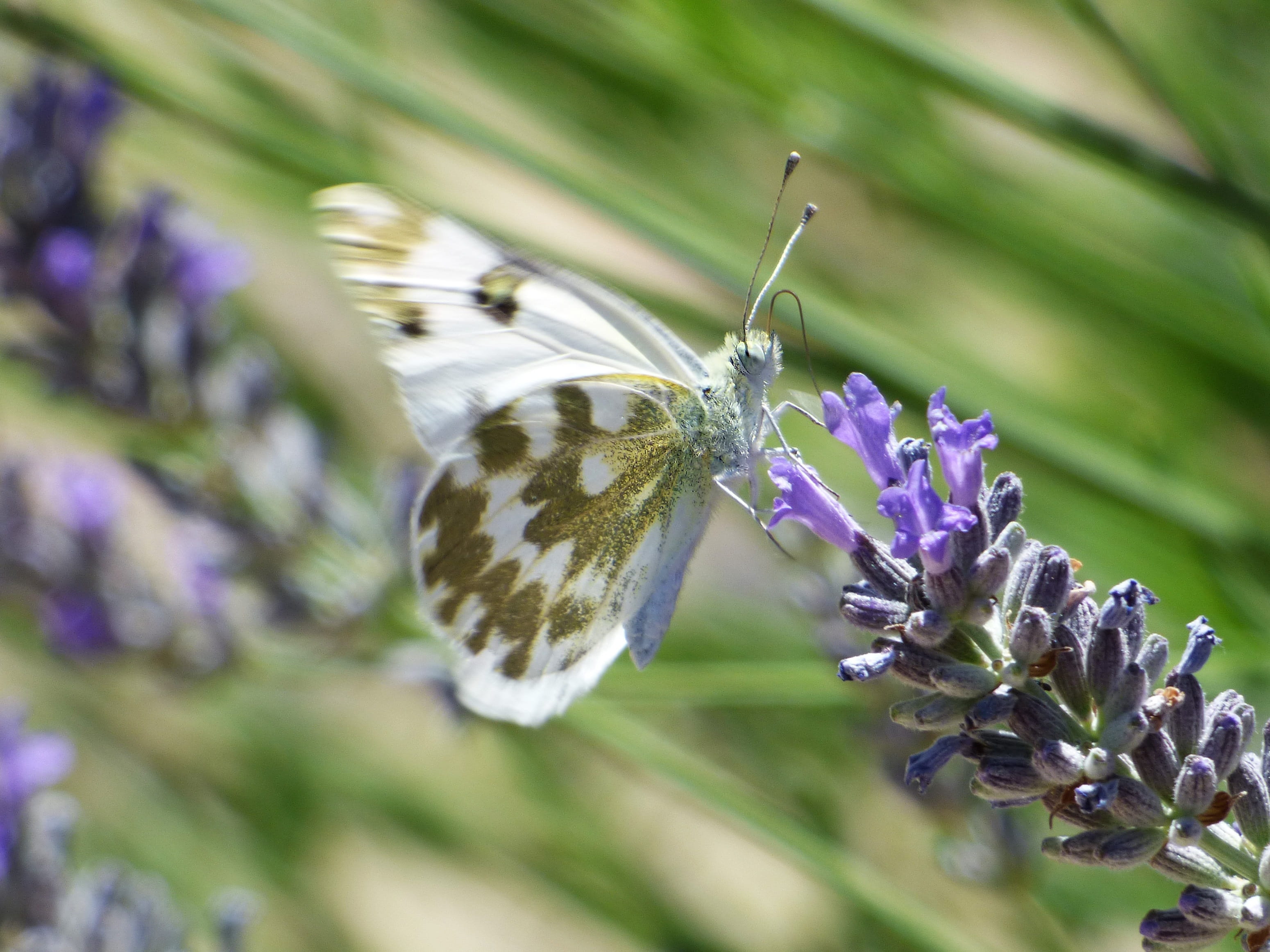 marbrada commune, Wild Flower, insect, beauty In Nature, vulnerability, butterfly - Insect, animal wildlife, macro, euchloe crameri, plant, green Color, HD Wallpaper