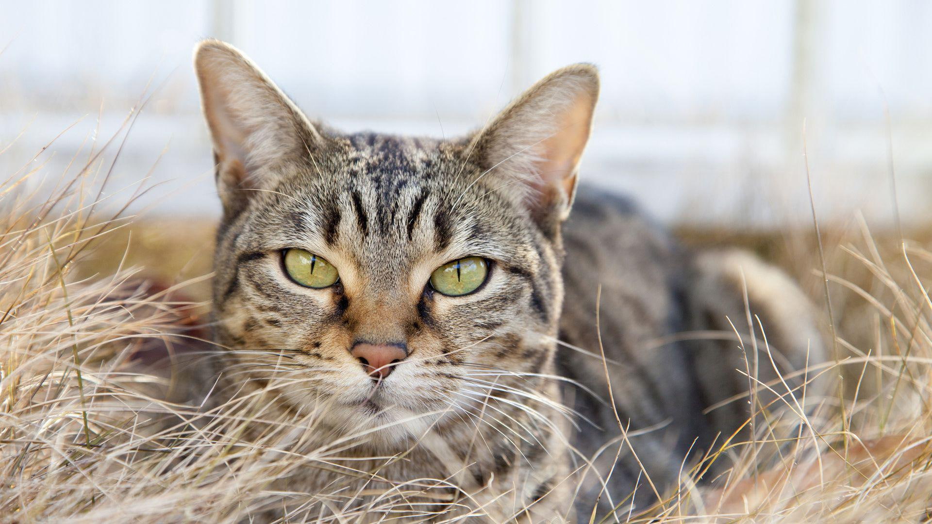 cat, gray, tabby, 1920x1080, animals, gazing, 1080P, HD Wallpaper