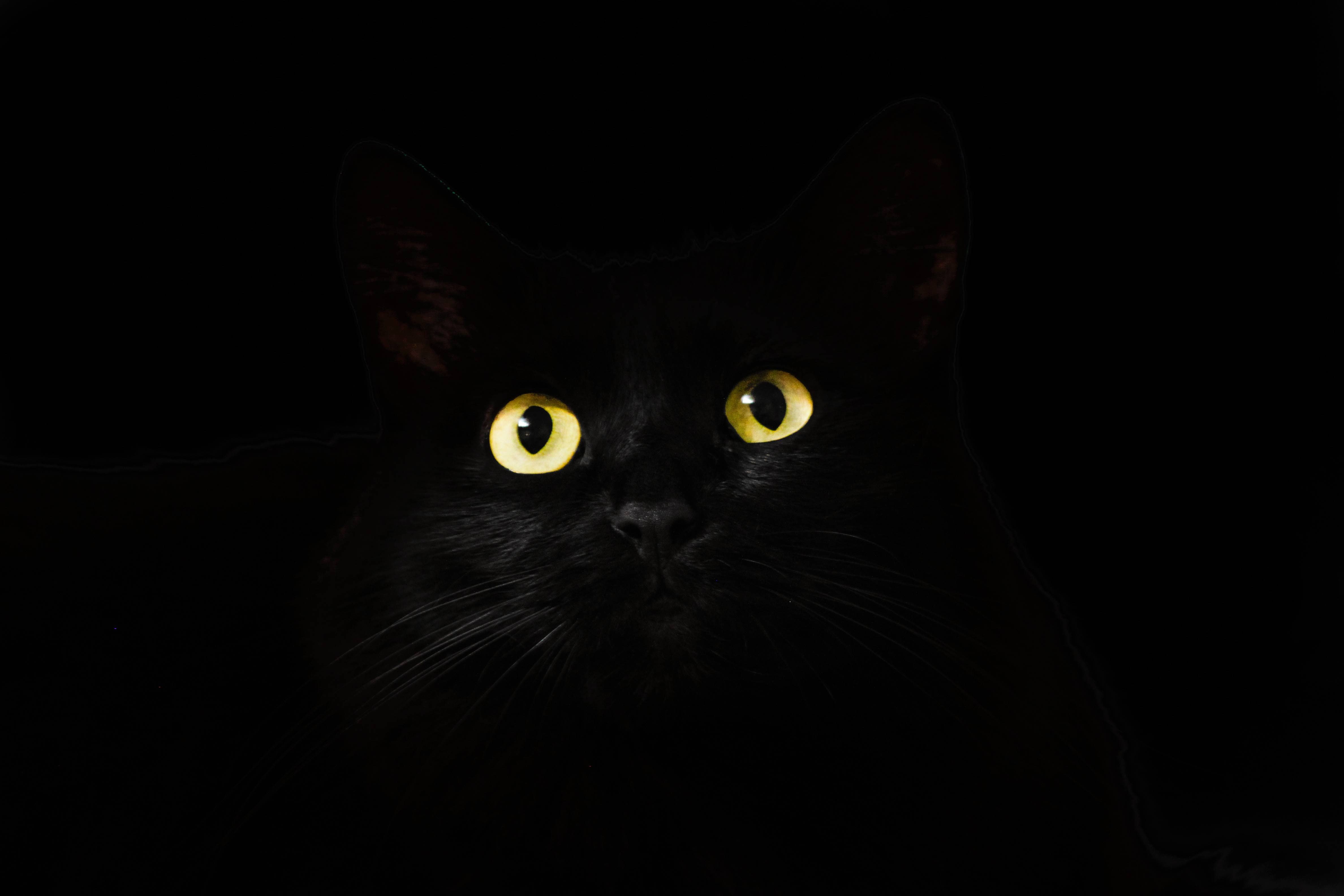 cat, looking, view, gaze, 4K, eyes, staring, black, HD Wallpaper