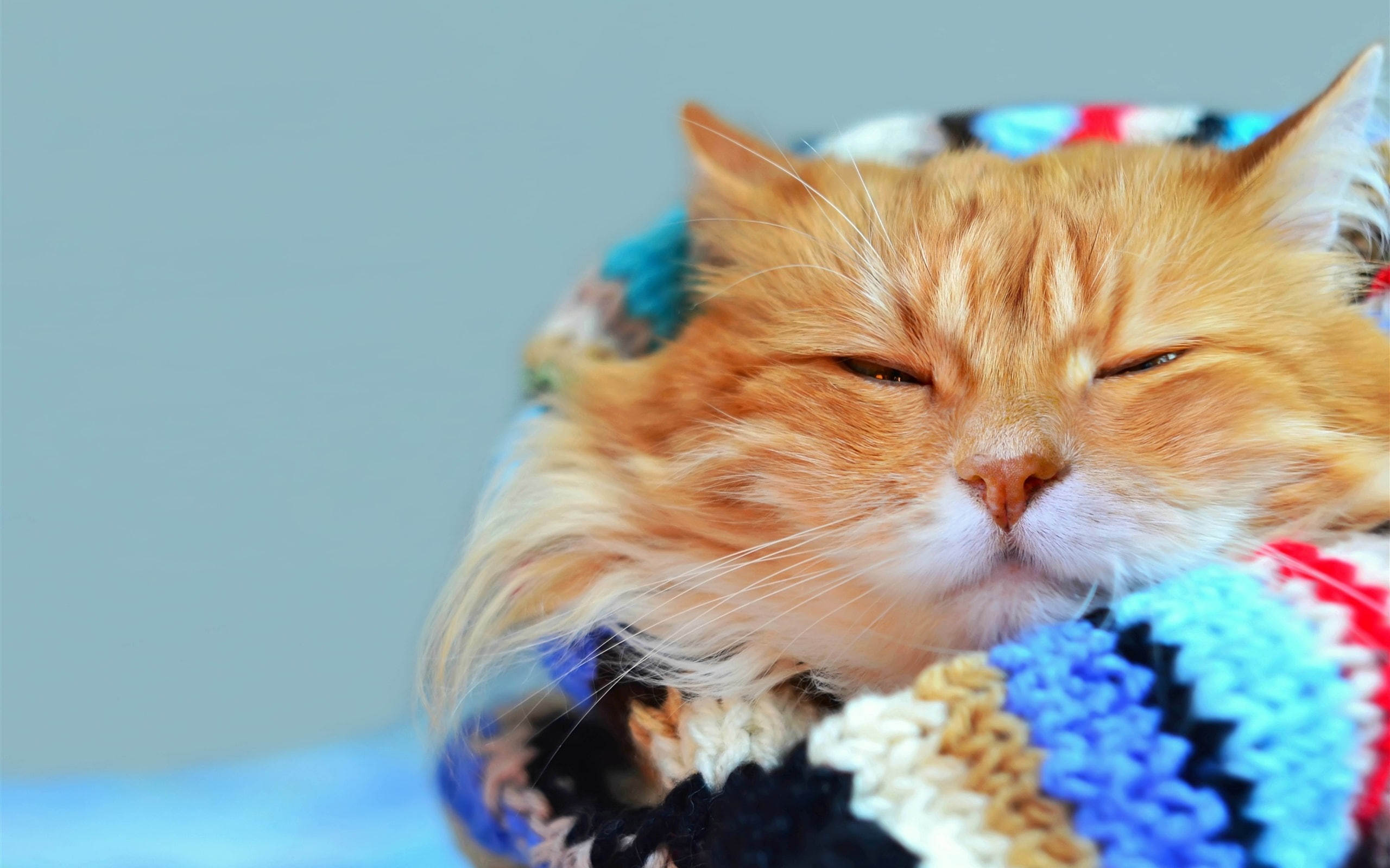 Bokeh, Gaze, 2K, Warm, Scarf, Cat, HD Wallpaper