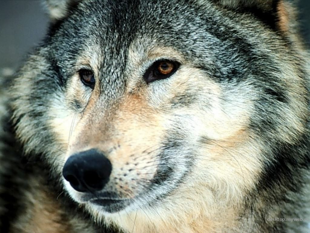 wild, Predator, gaze, art, grey wolf, dogs, 480P, hd, dog, wolves, animals, HD Wallpaper