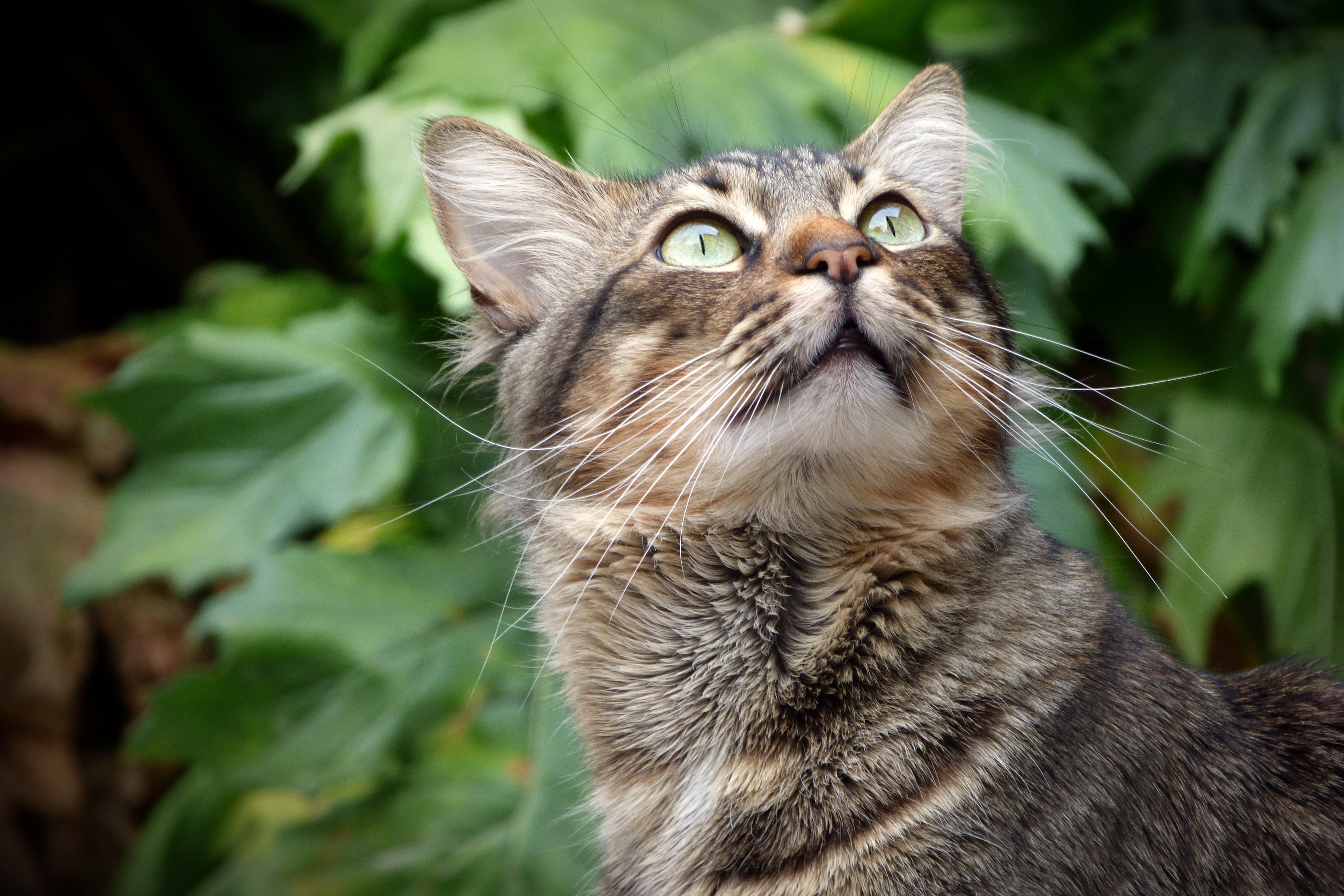 feline, plant, human Face, tabby, animal themes, close-up, young Animal, gaze, sitting, whisker, beauty, cute, domestic Cat, mammal, green Color, outdoors, HD Wallpaper