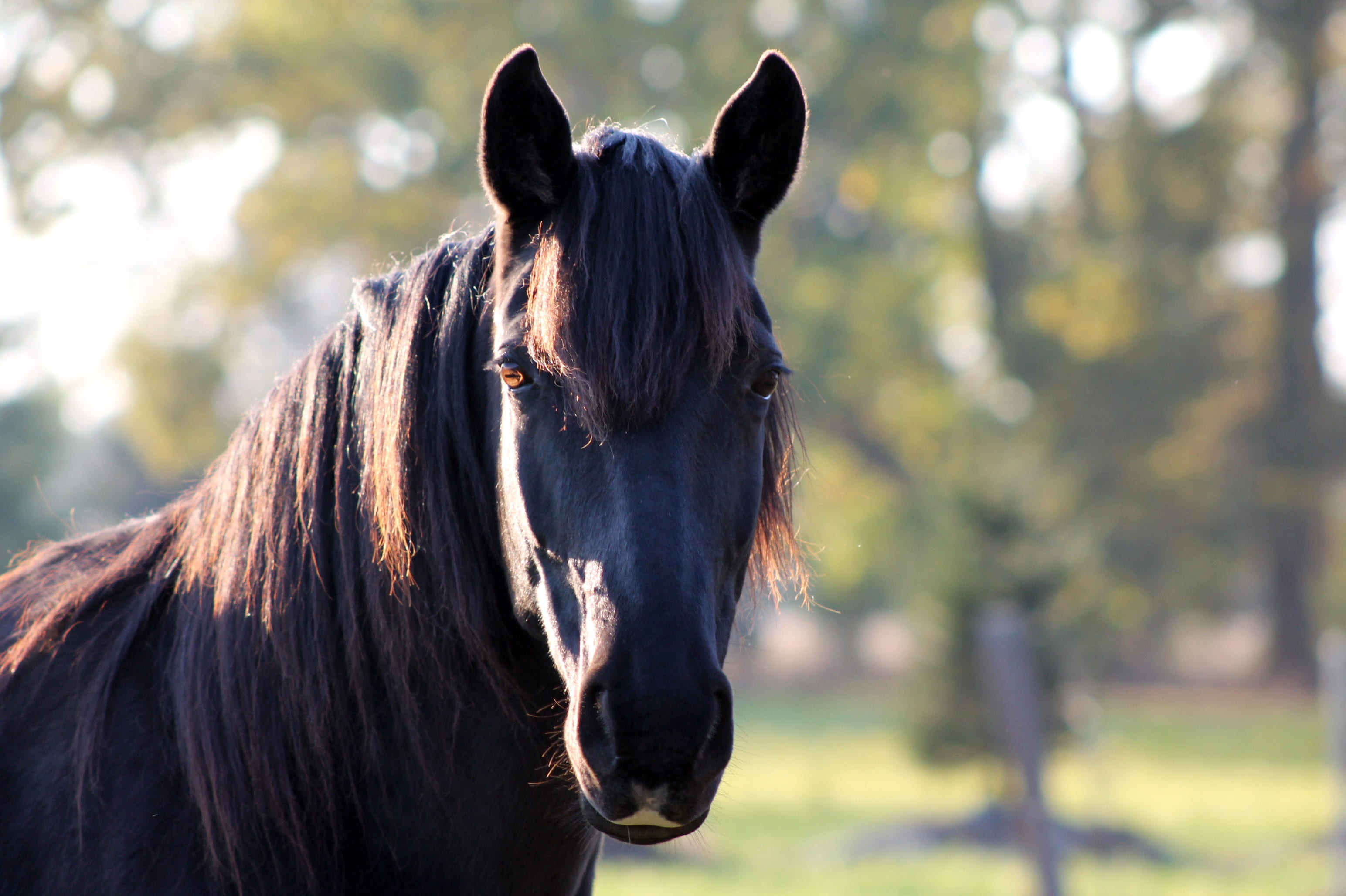 day, mammal, stallion, domestic, land, forelock, masculine, focus, focus on foreground, calm, lighting, shadow, sculpted, highlights, animal hair, 2K, HD Wallpaper