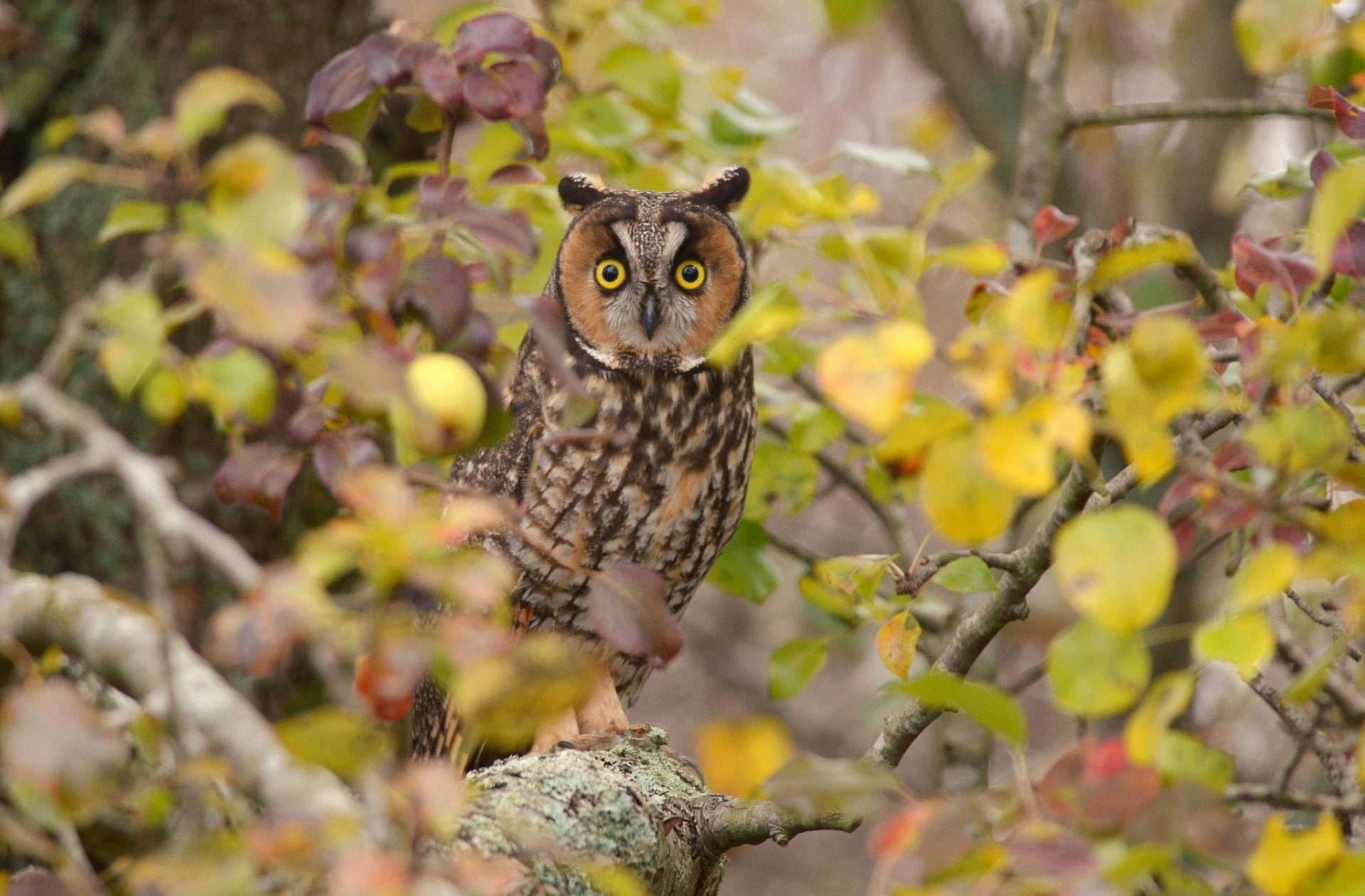 Forest, Leaf, Gaze, Birds, Owl, 1080P, HD Wallpaper