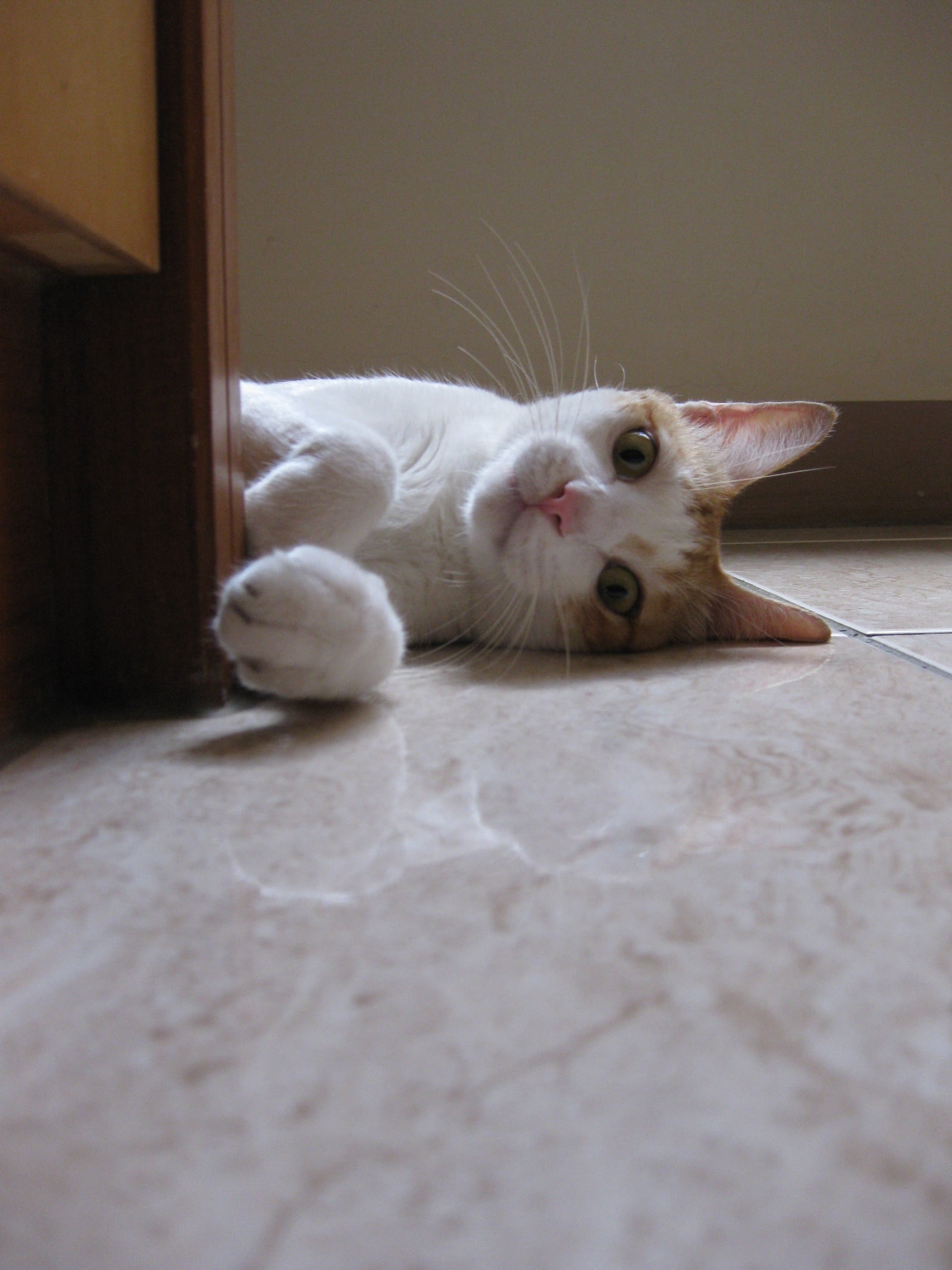 cute, pets, domestic, portrait, animal, domestic animals, vertebrate, 1080P, tiled floor, mammal, home interior, white color, no people, indoors, cat, Phone HD Wallpaper