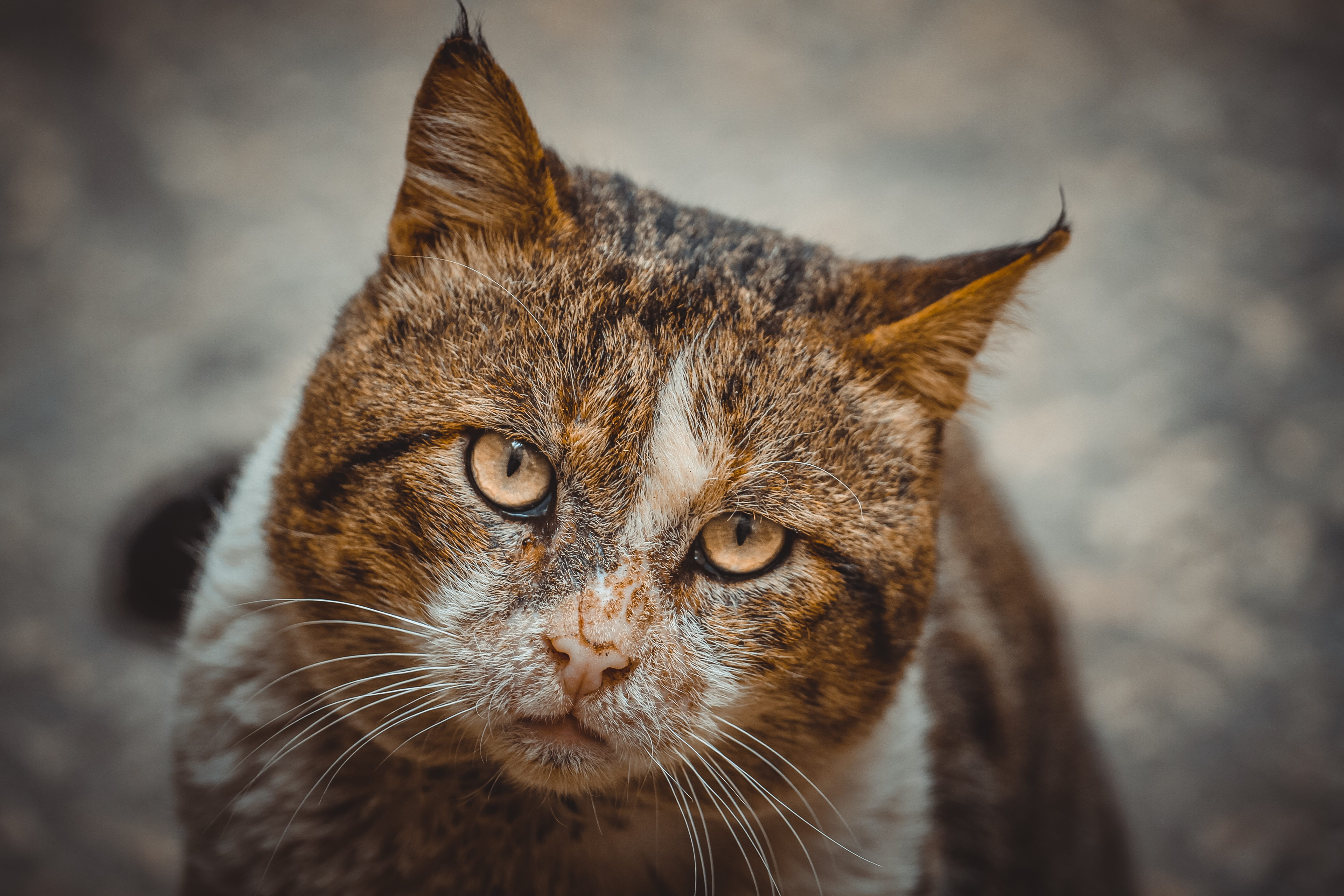 domestic animals, feline, outdoor, animal body part, 5K, yellow eyes, animal head, vertebrate, domestic, animal themes, looking, pets, gaze, close-up, HD Wallpaper