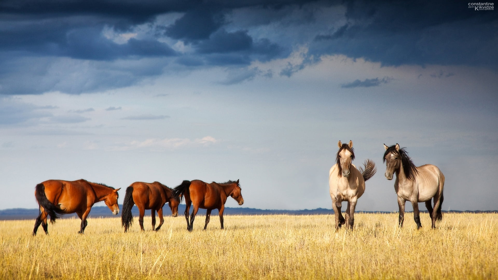 land, mammal, animals In The Wild, horses, herd, horse, horizon Over Land, meadow, sunset, pets, outdoors, no People, cloud - Sky, graceful, landscape, HD Wallpaper