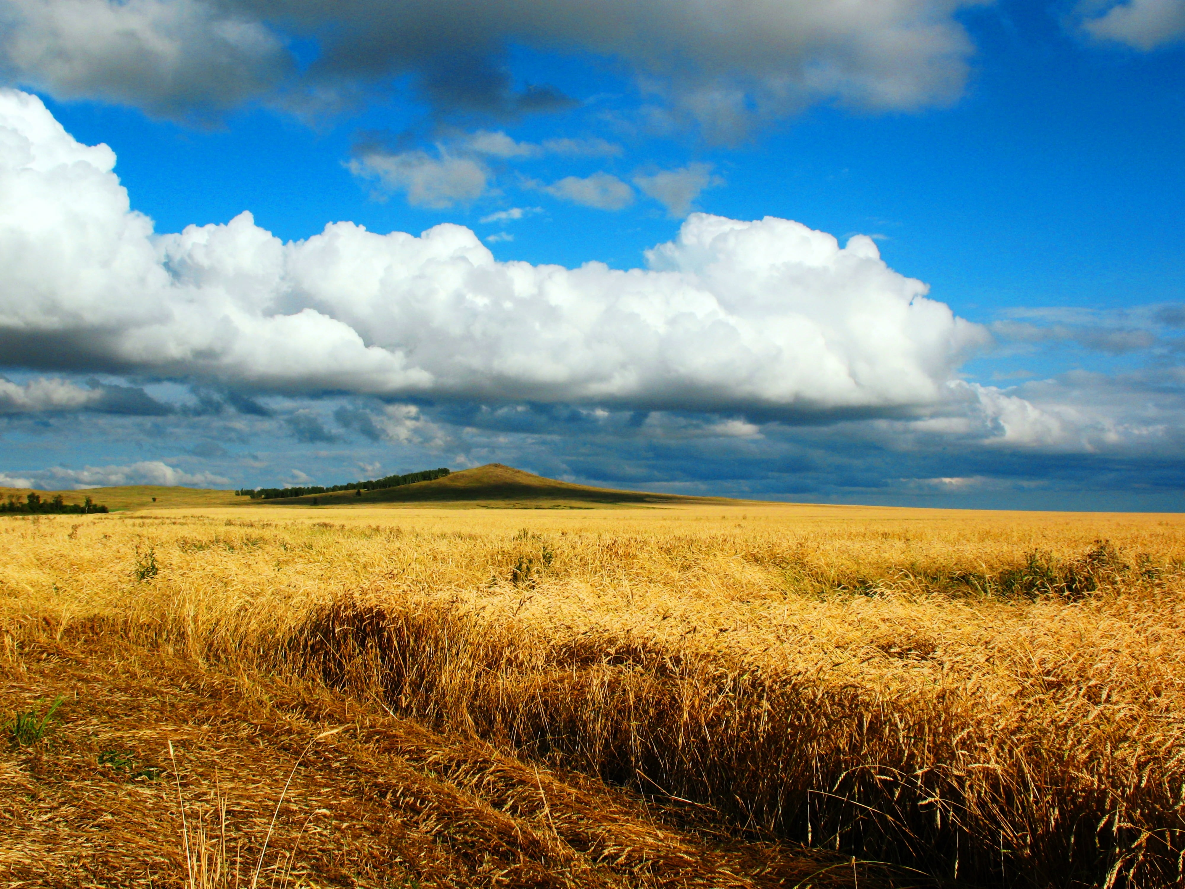 endless, cereal Plant, outdoors, meadow, no People, petropavlovsk, gold Colored, land, nature, farm, tranquil Scene, distance, heaven, rice, scenics - nature, HD Wallpaper