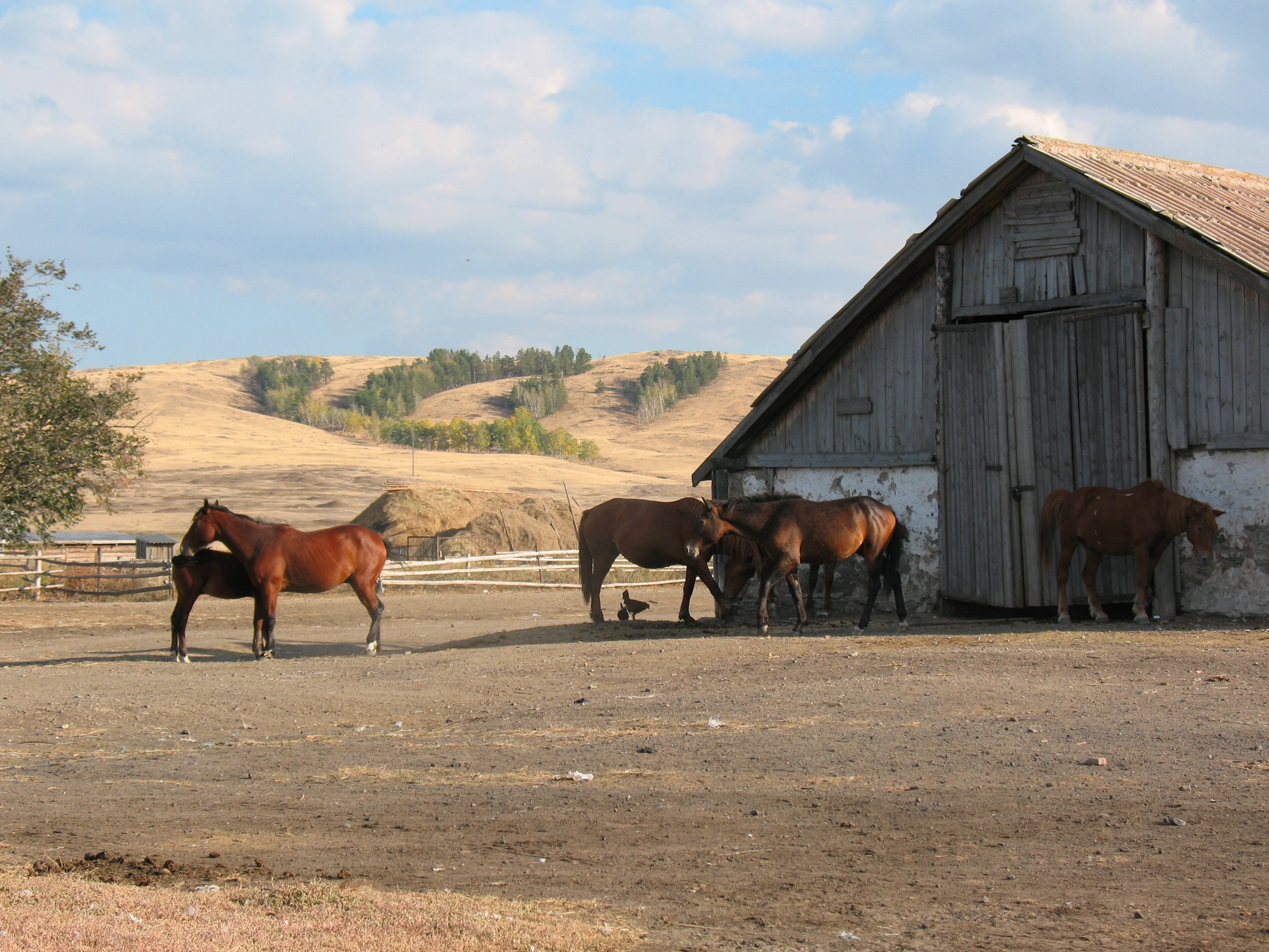 field, horse, stable, animal themes, outdoors, barn, grass, pets, animals, vertebrate, domestic animals, farm, foal, grazing, ranch, sky, village, livestock, HD Wallpaper