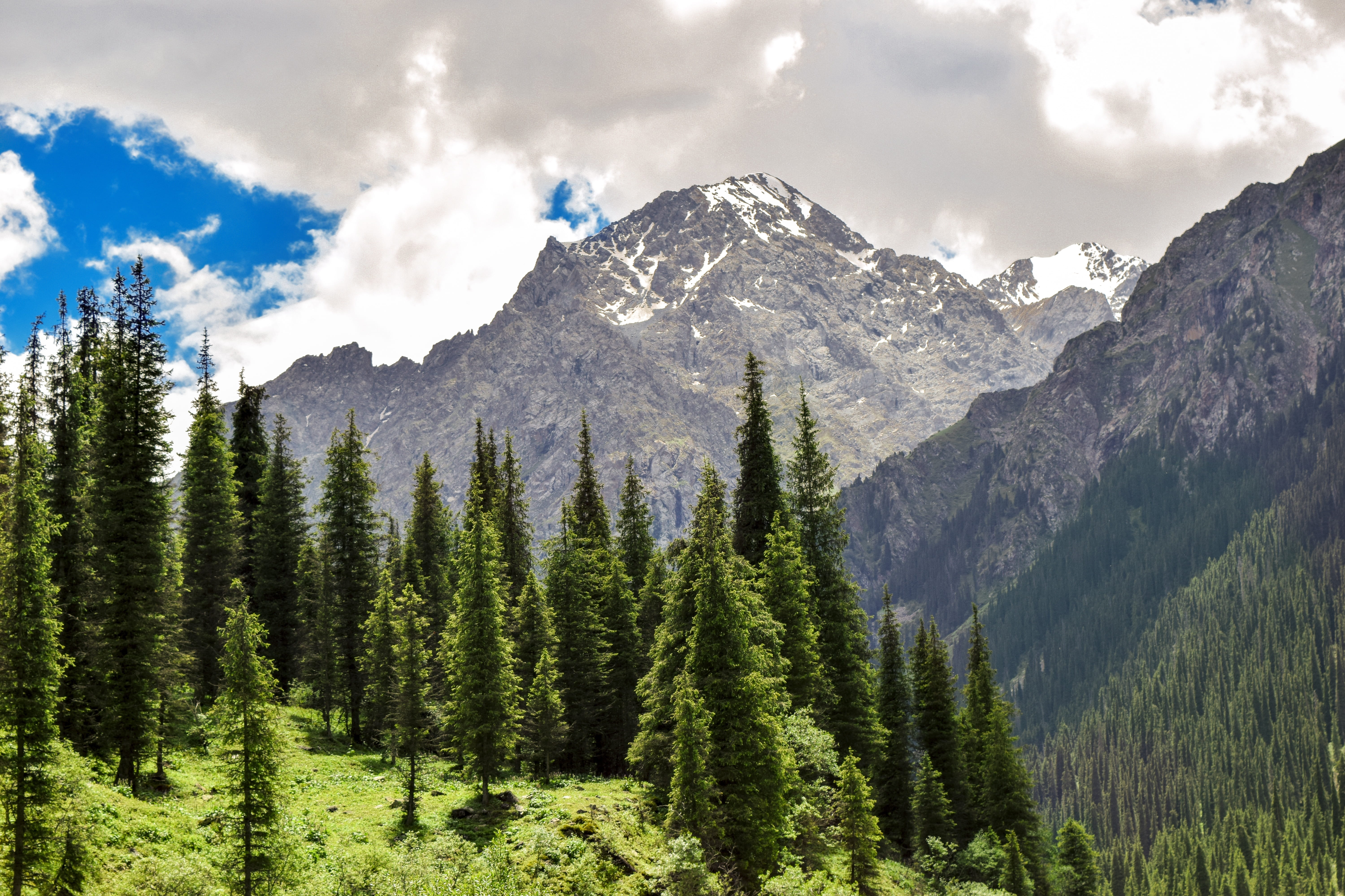 coniferous tree, mountain range, outdoors, day, cloud - sky, pine woodland, pictures, pine tree, mountains, growth, beauty in nature, formation, kazakhstan, HD Wallpaper