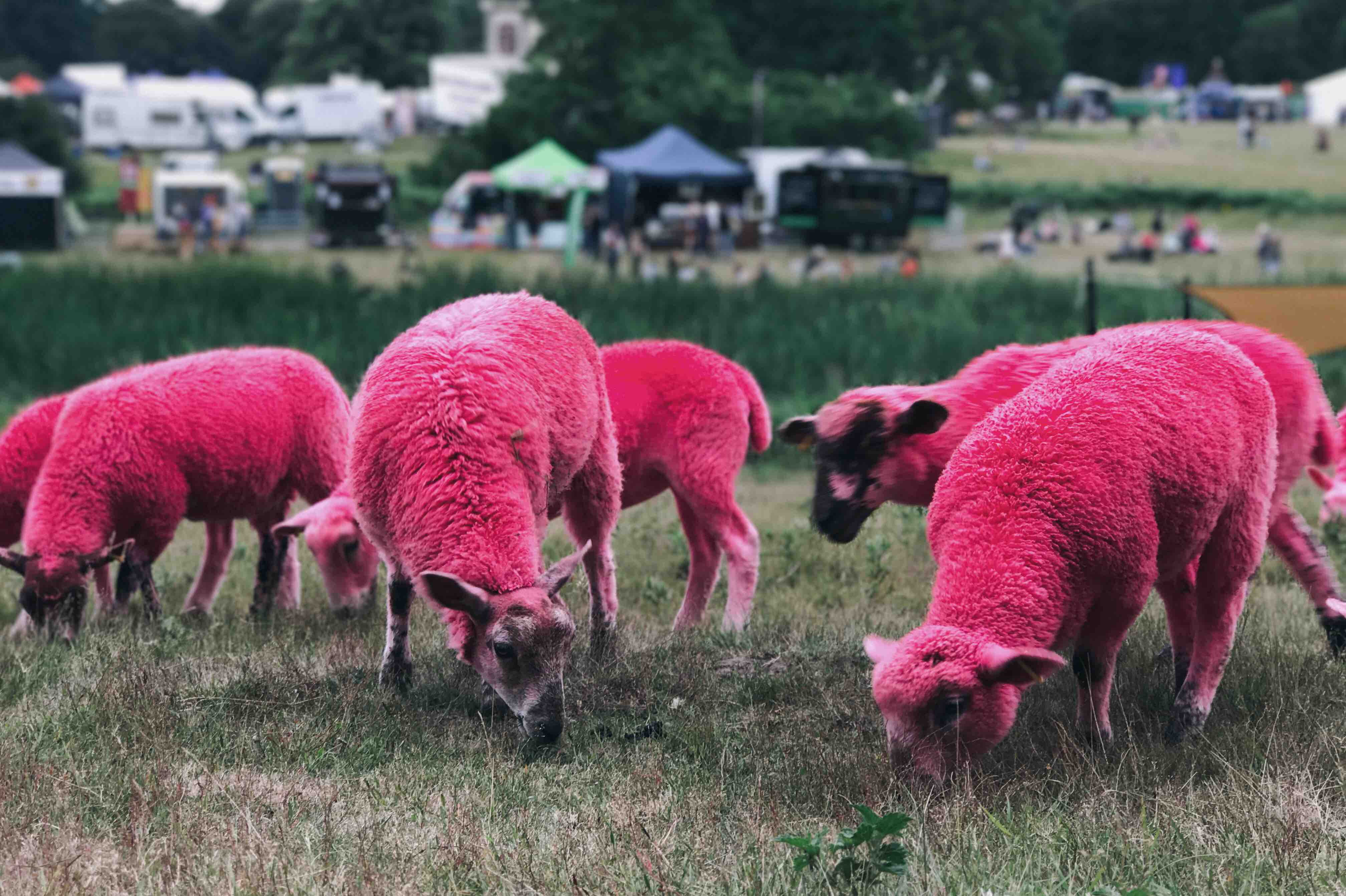 sheep, field, animal, outdoors, pasture, pink, nature, domestic, grass, 4K, vertebrate, latitude, agriculture, eating, group of animals, grazing, hill, HD Wallpaper