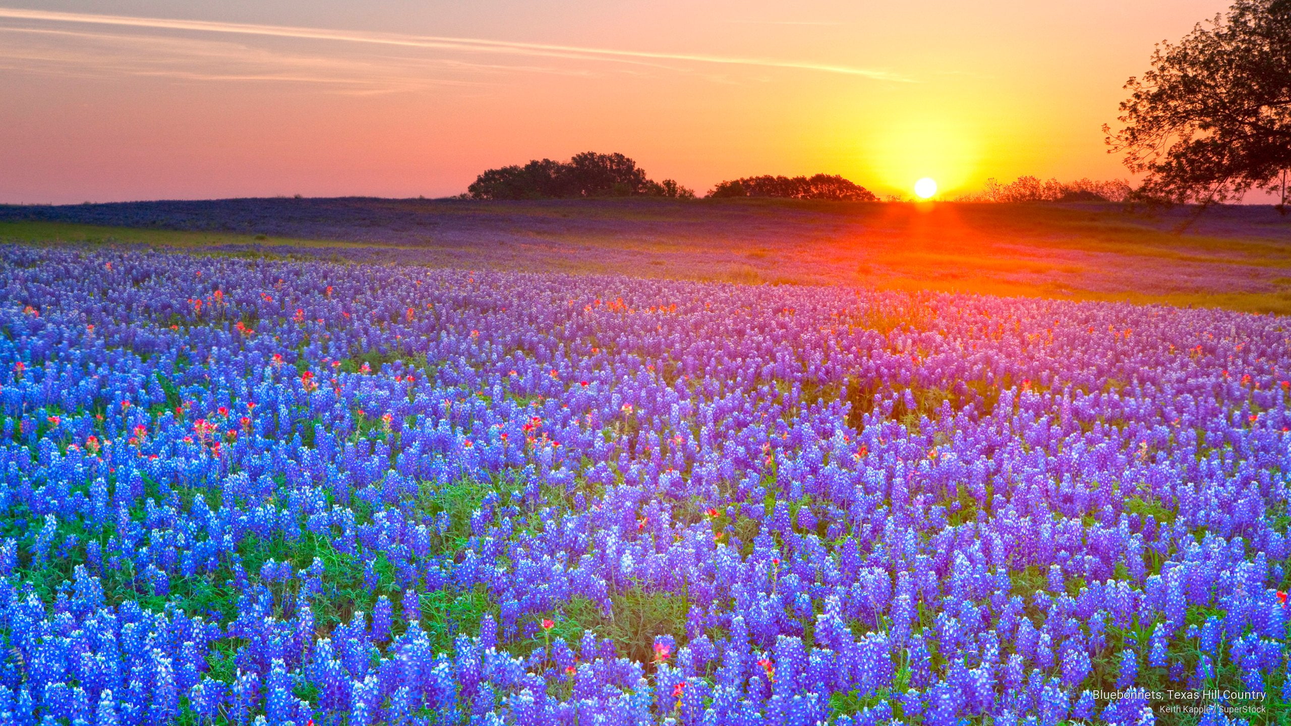 bluebonnets, 2K, hill, country, Flowers/Gardens, texas, HD Wallpaper