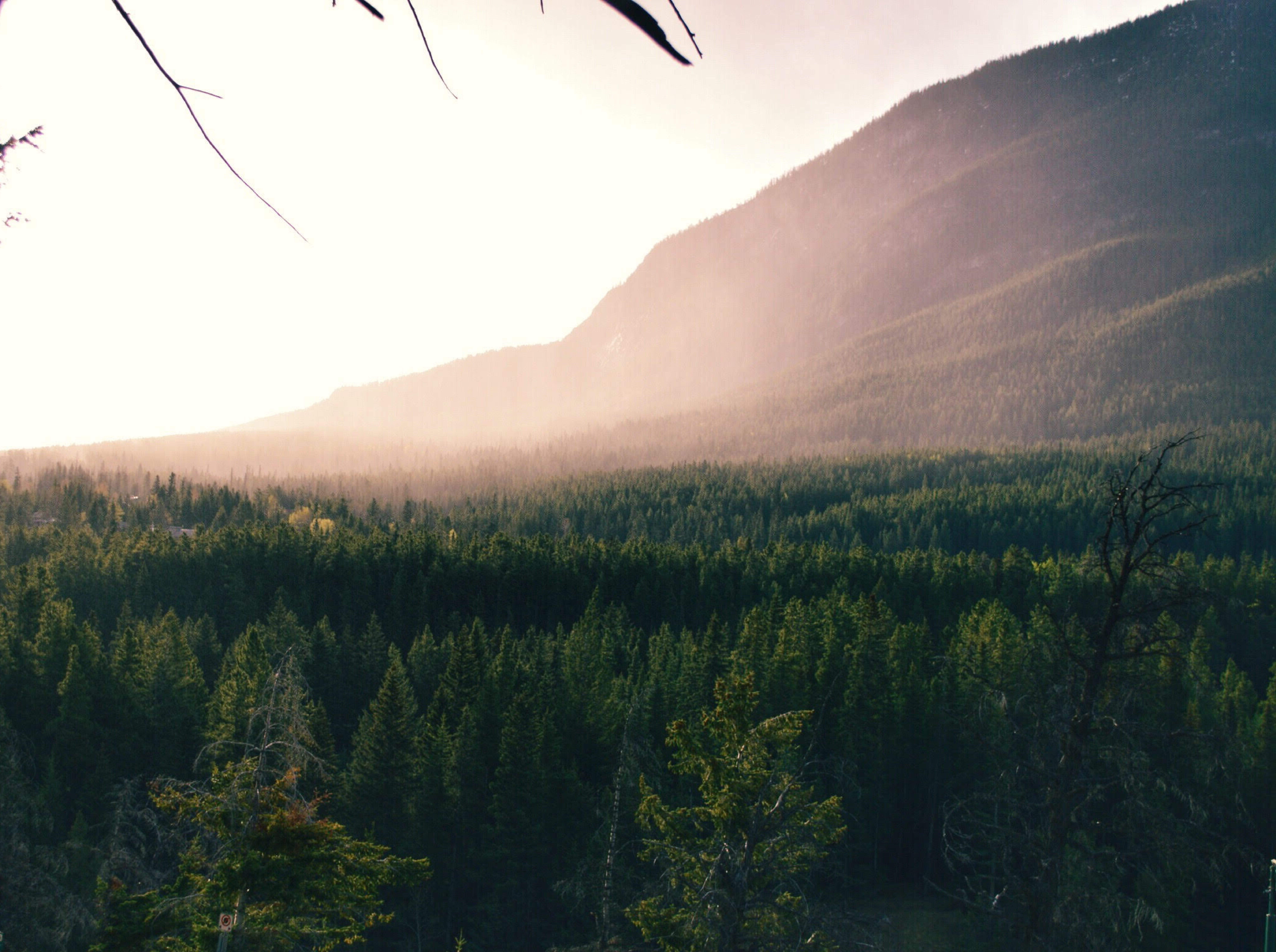 tree, trees, daytime, mountain, plant, outdoors, growth, forest, fog, scenic, no people, wilderness, aerial, nature, foggy, non-urban scene, green color, HD Wallpaper