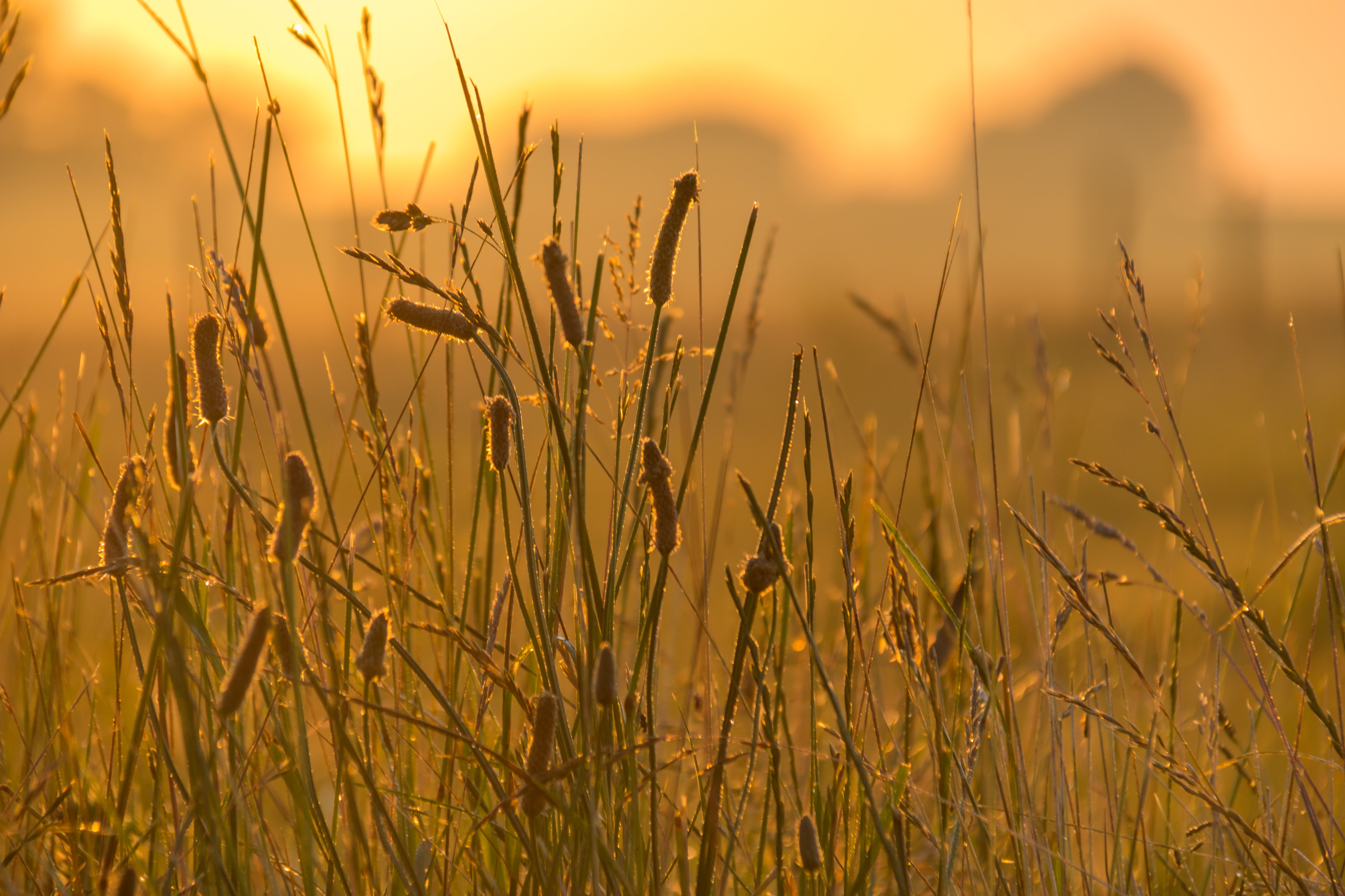 s18, nature, sunset, sunlight, canon, green, lens, geo:location, mm, ef, 760d, 5K, green grass, light  green, city, photography, morning, aperture, sunrise, HD Wallpaper