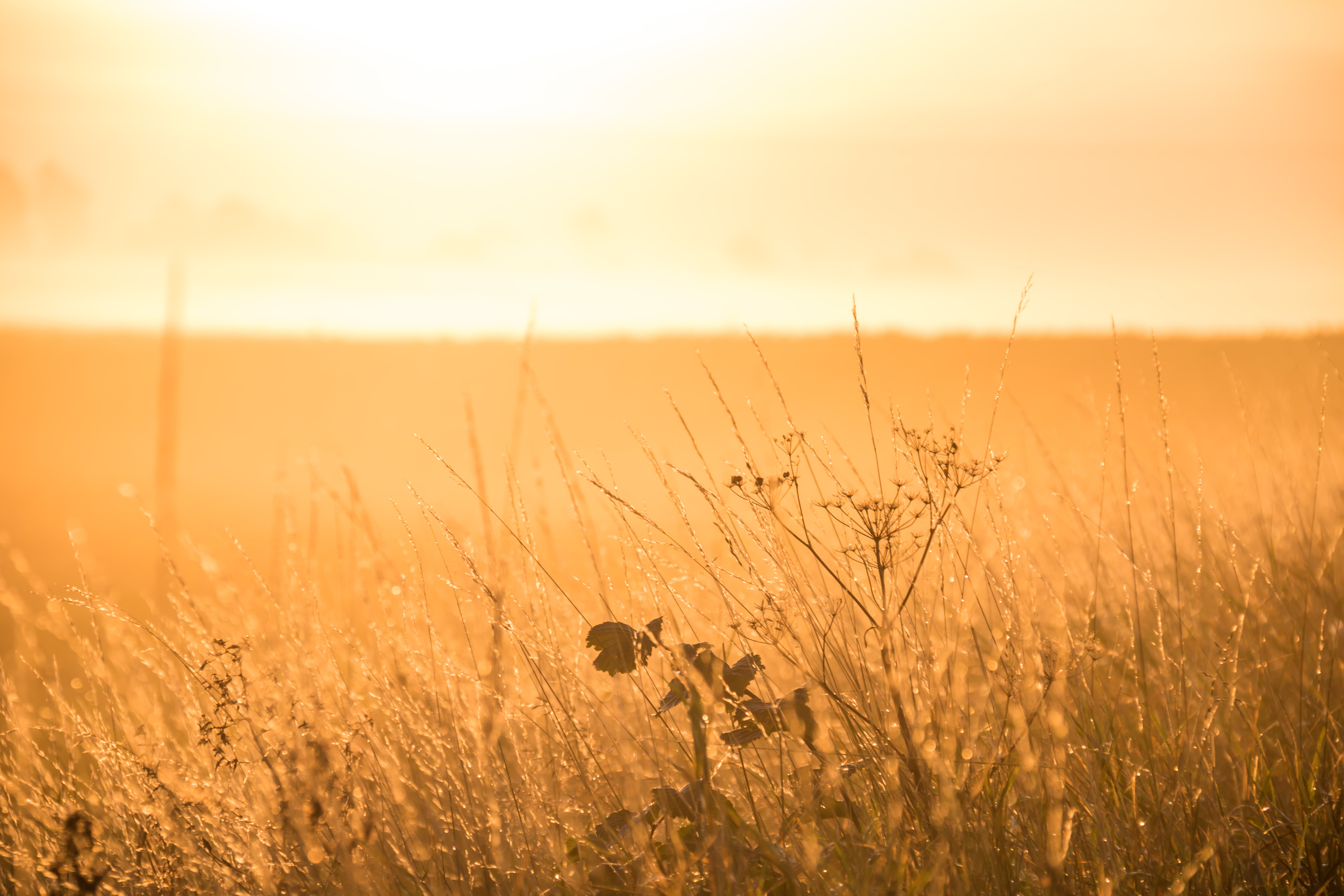 summer, outdoors, wheat, ef, rural Scene, countryside, exif, landskap, nature, plant, geo, mm, city, beauty In Nature, canon, s18, mist, canon eos, meadow, HD Wallpaper