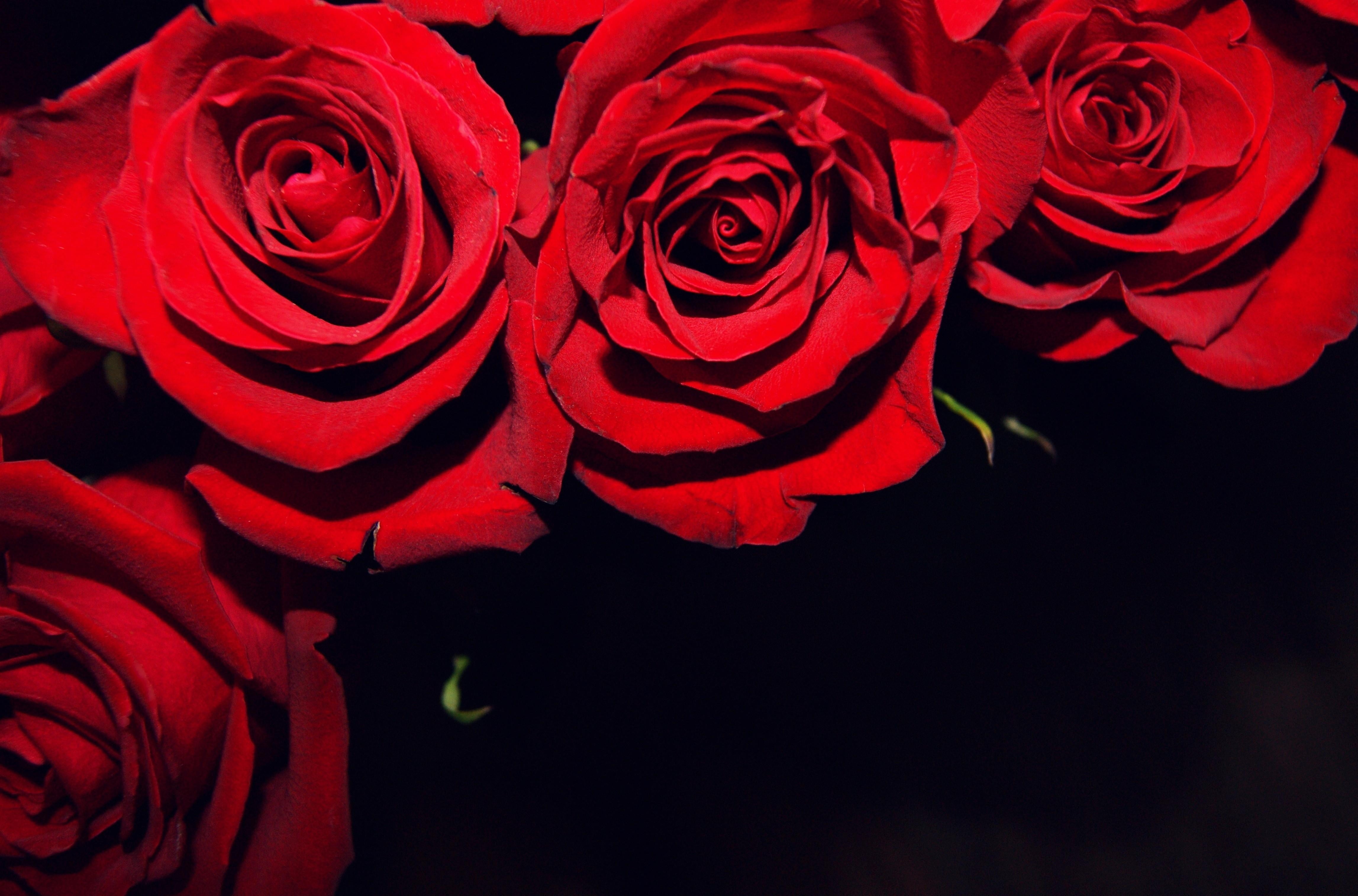 blossom, buds, single Flower, love, plant, indoors, beautiful, flowering plant, growth, day, freshness, celebration, flower Head, gift, roses, 4K, studio shot, HD Wallpaper