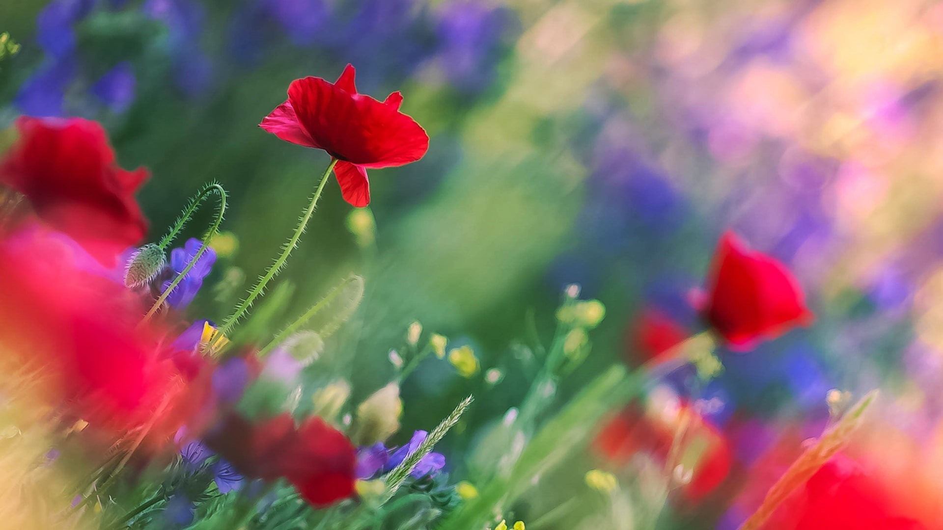 Leaves, Red, Poppies, Flowers, Stems, Purple, 1080P, HD Wallpaper