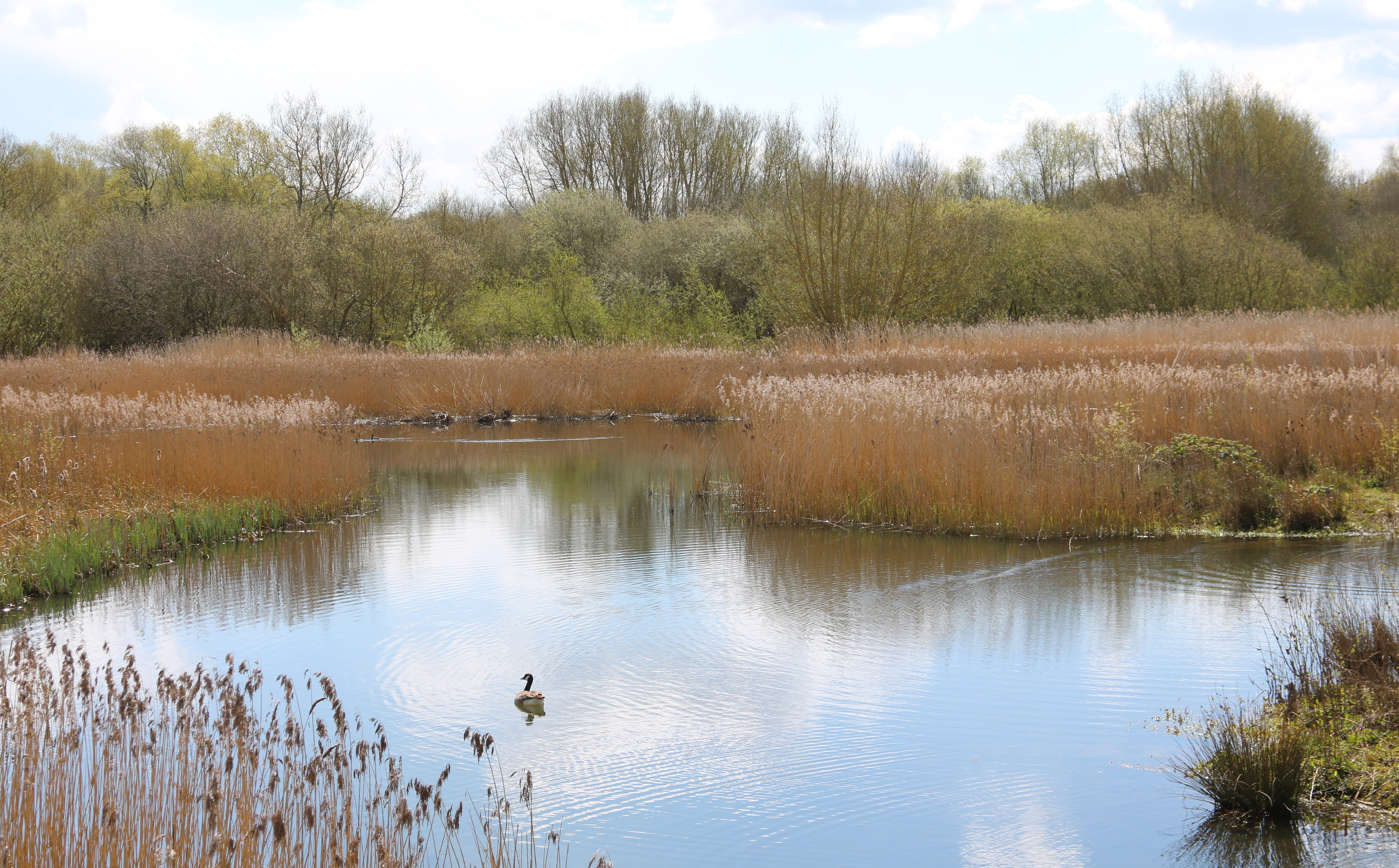 england, pool, landscape, no people, coventry, nature reserve, peaceful, 5K, peace, uk, british, animal themes, park, animal wildlife, pond, vertebrate, HD Wallpaper