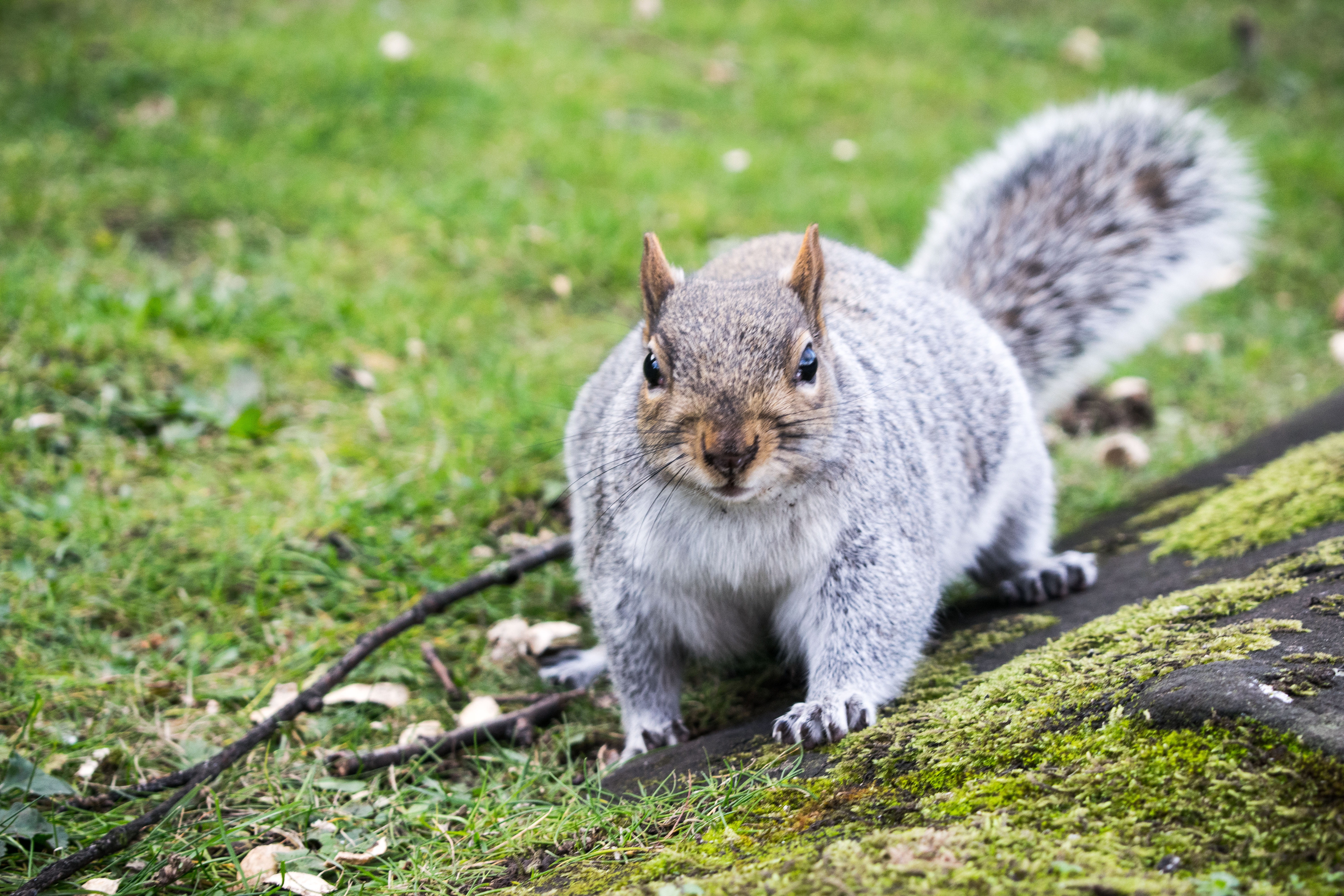 love, nuts, forest, close-up, portrait, wild, animals in the wild, focus on foreground, coventry, christmas, plant, grass, animal, outdoors, looking at camera, HD Wallpaper