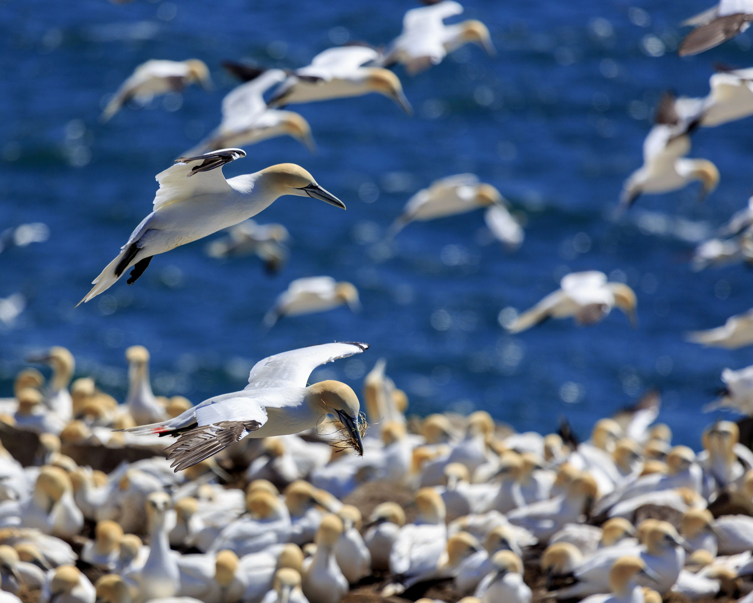 1080P, destination, animal wildlife, beauty, animal themes, animals in the wild, sanctuary, spread wings, ornithology, headland, sightseeing, seashore, HD Wallpaper
