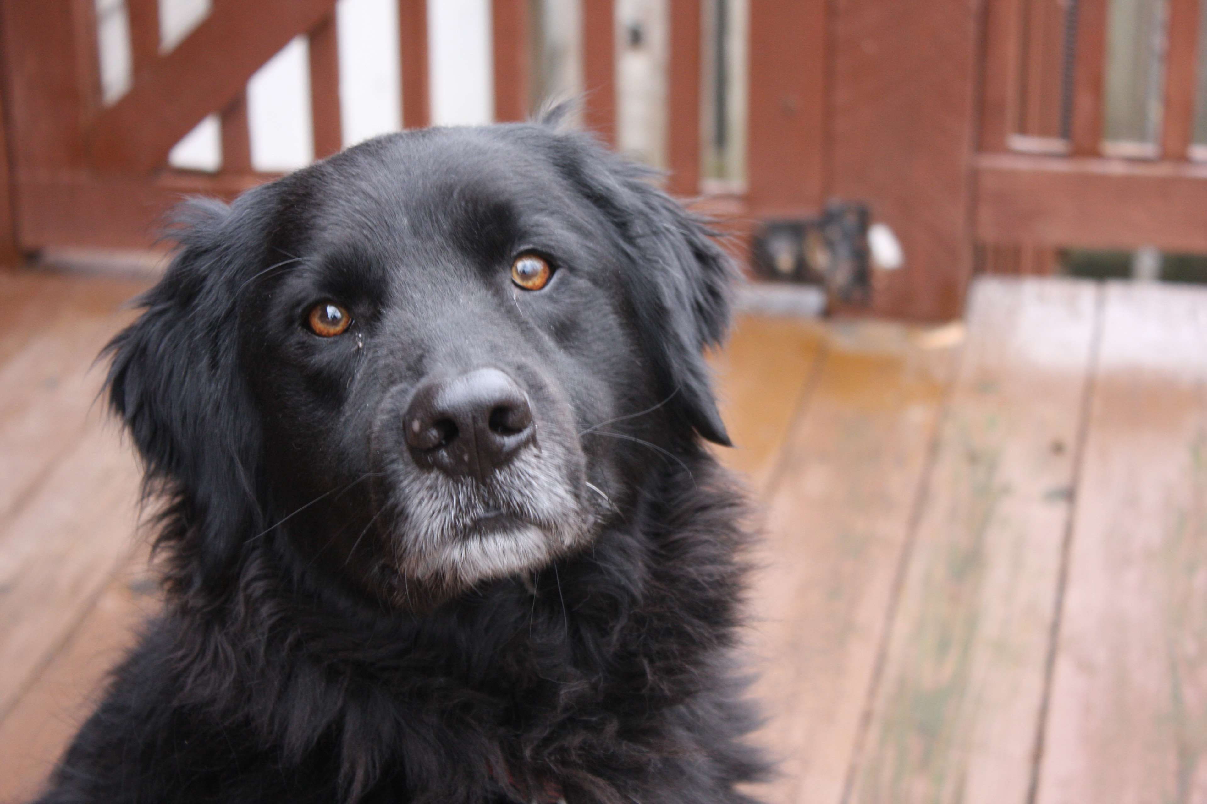 domestic animals, one animal, animal, indoors, canine, newfoundland dog, dog, animal eye, looking at camera, labrador, close-up, domestic, looking, dog face, HD Wallpaper