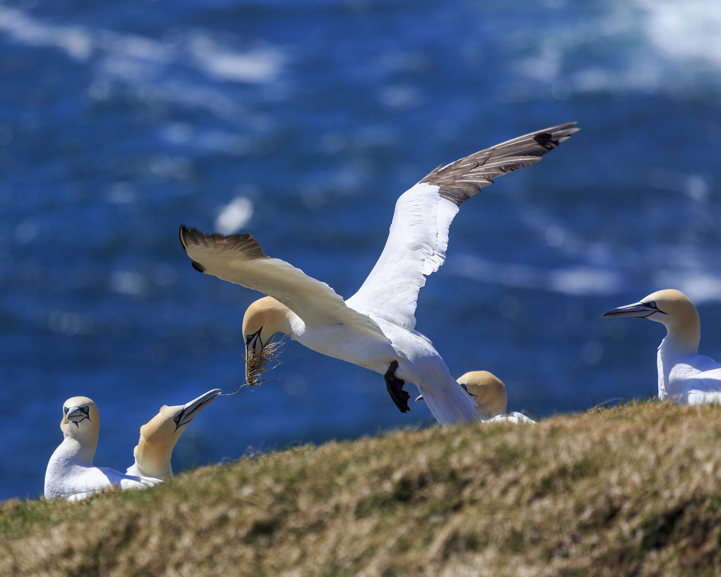 yellow, rock, flying, scenery, atlantic, selective focus, northern, birds, seashore, scenic, bird, newfoundland and labrador, gannets, outdoor, animal, HD Wallpaper