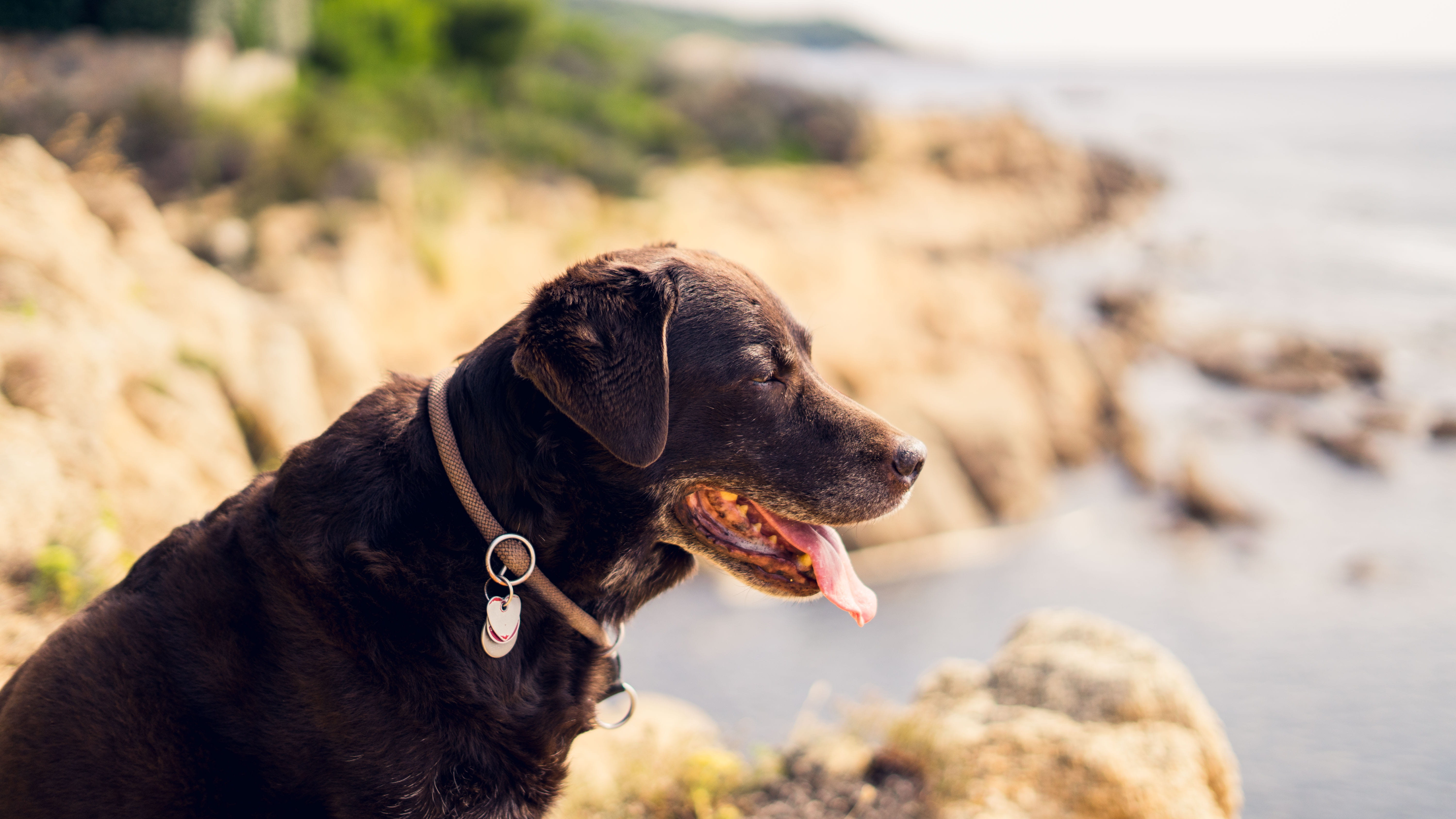 focus on foreground, domestic animals, coated, hound, collar, newfoundland, mouth open, black, looking, day, cute, sand, looking away, animal, labrador, HD Wallpaper