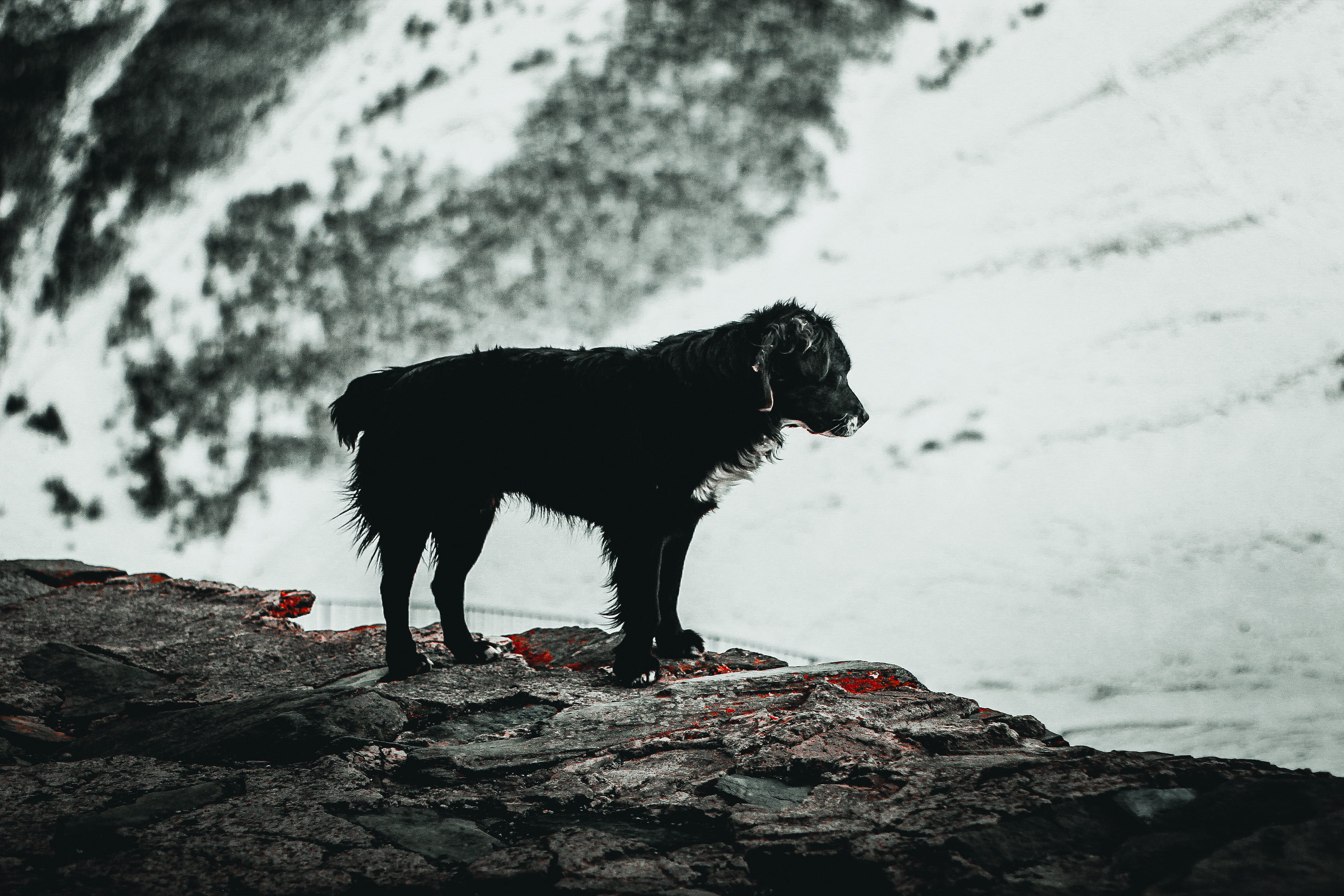 fire, domestic animals, agelaius, rock, standing, pets, nature, rock - object, 2K, focus on foreground, dog, blackbird, one animal, pet, slate, domestic, HD Wallpaper
