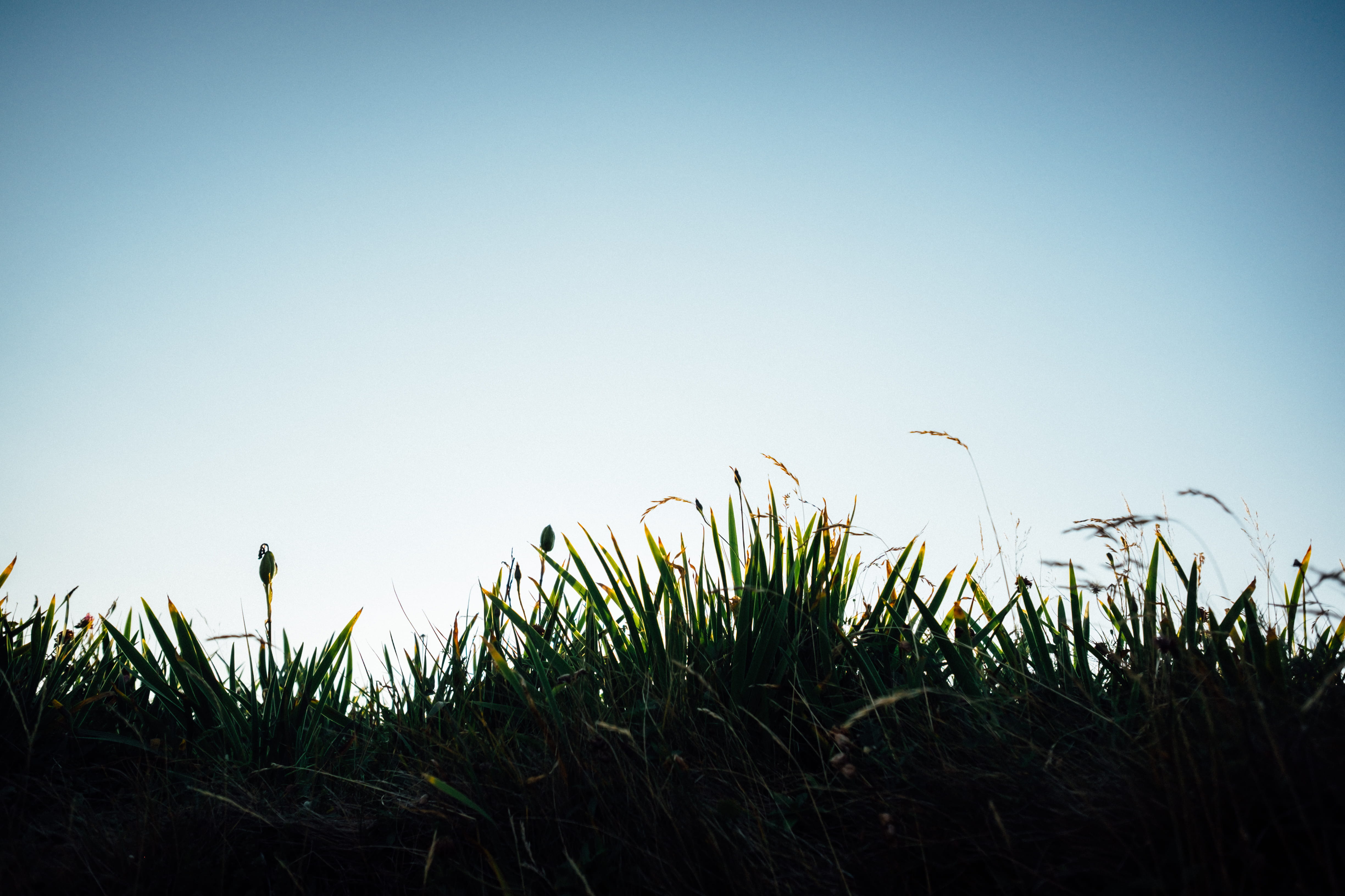 grass, canada, silhouette, sky, animal, day, hike, bird, nature, wilderness, clear sky, copy space, land, animal themes, plant, blue, tranquility, beauty in nature, HD Wallpaper