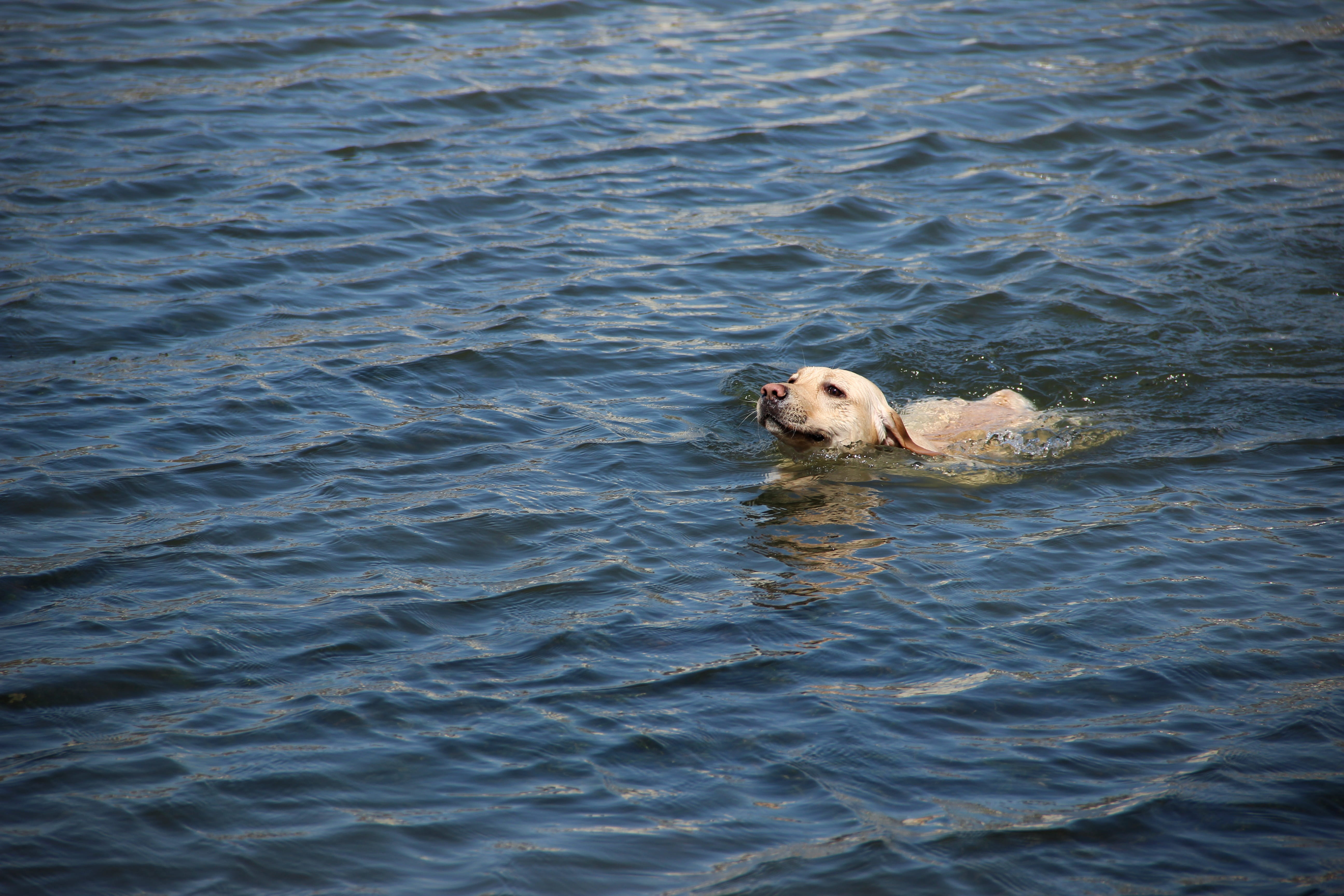 swim, day, waterfront, nature, swimming, animals in the wild, dog, golden retriever, marine, pet, outdoors, one animal, haihe river, newfoundland, mammal, HD Wallpaper