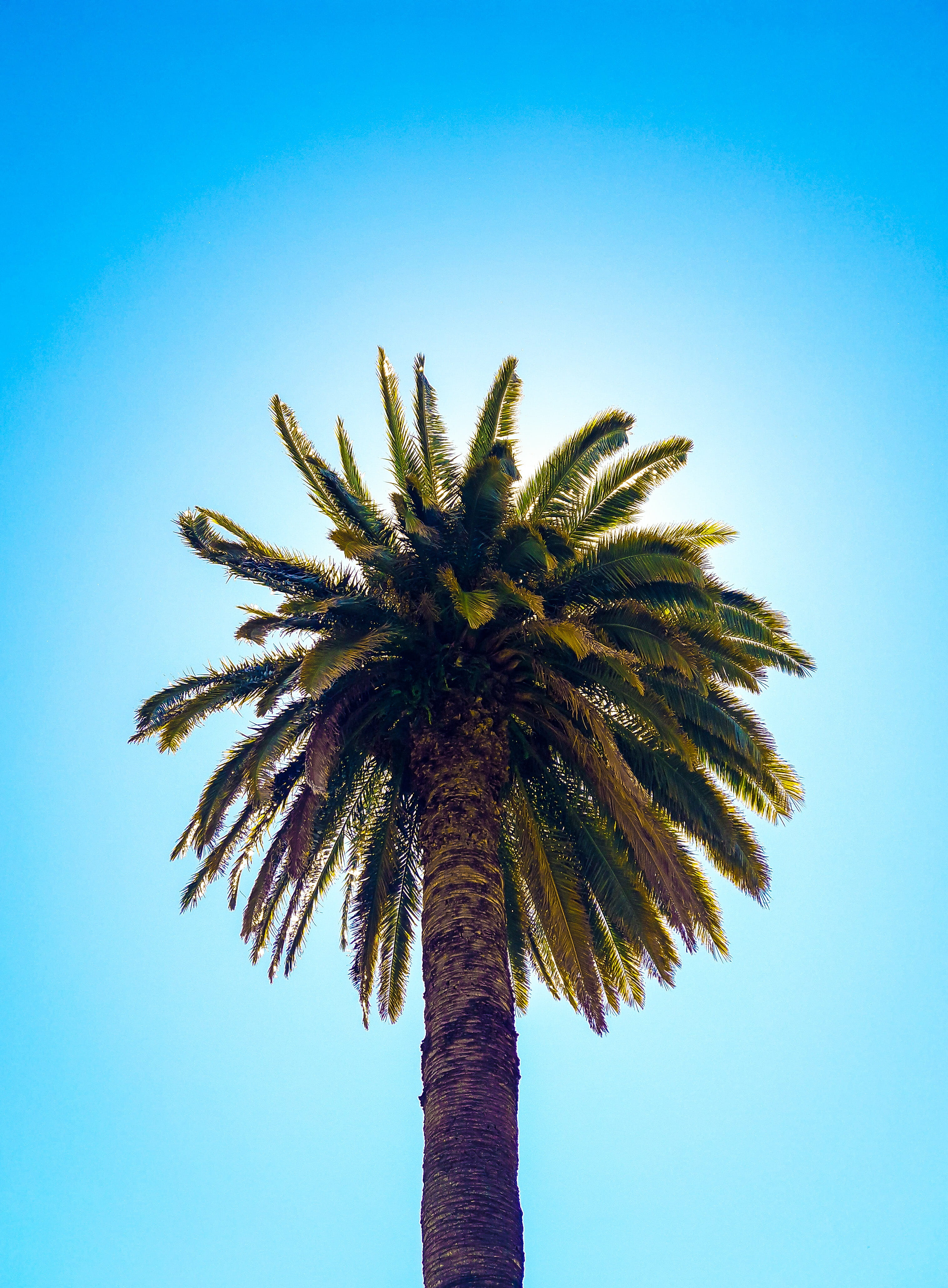 sky, low angle view, tranquility, blue, coconut palm tree, palm leaf, tall - high, growth, clear sky, beauty in nature, trunk, 4K, fray bentos, uruguay, Phone HD Wallpaper