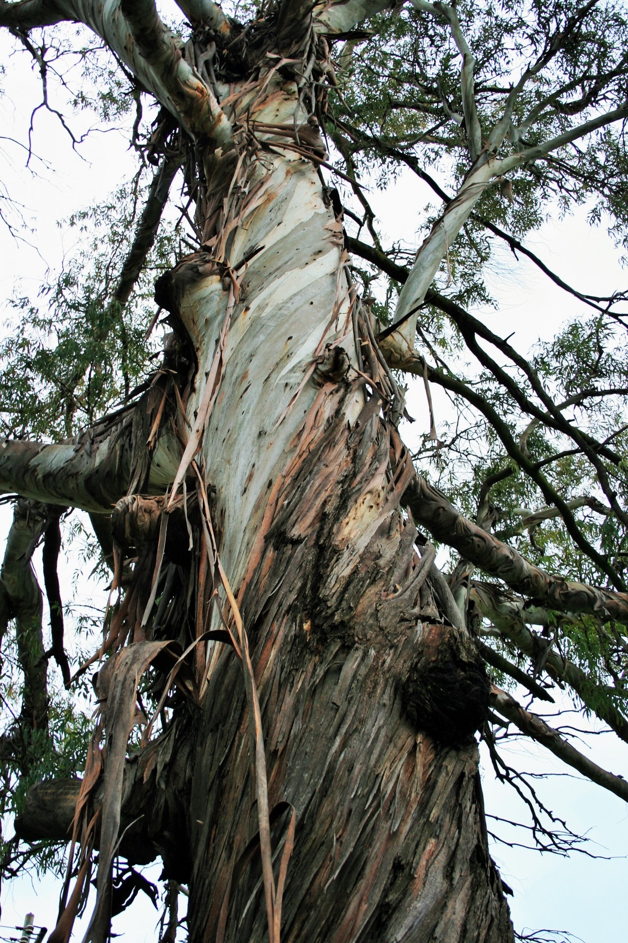 plant, outdoors, trunk, wood - material, low angle view, textured, tree, tree trunk, forest, branch, frayed, sky, eucalyptus, day, land, nature, strips, Phone HD Wallpaper