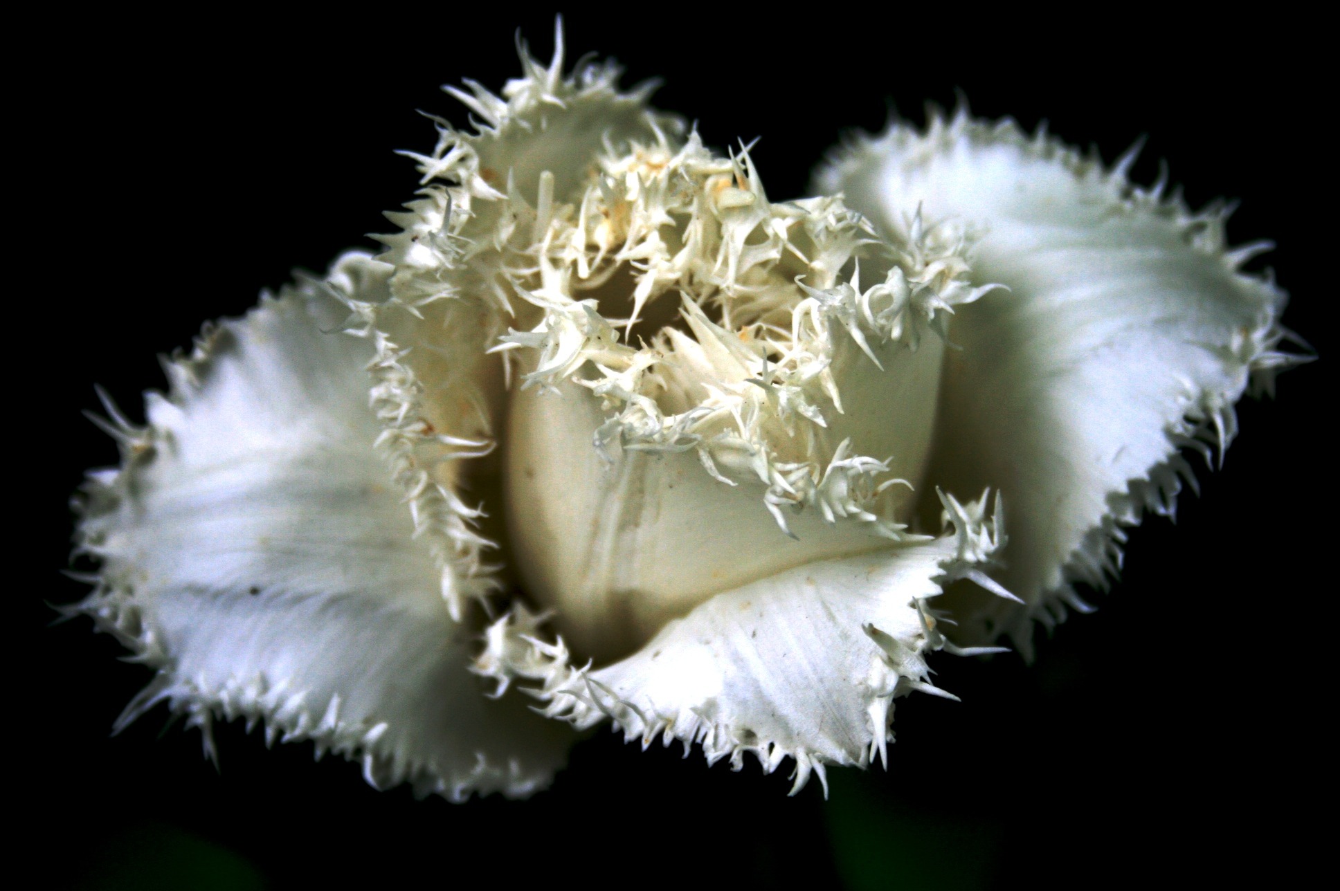 growth, petal, focus on foreground, frilled, tulip, freshness, pollen, spiky, spring, flowering plant, studio shot, no people, detail, 1080P, white, black background, HD Wallpaper