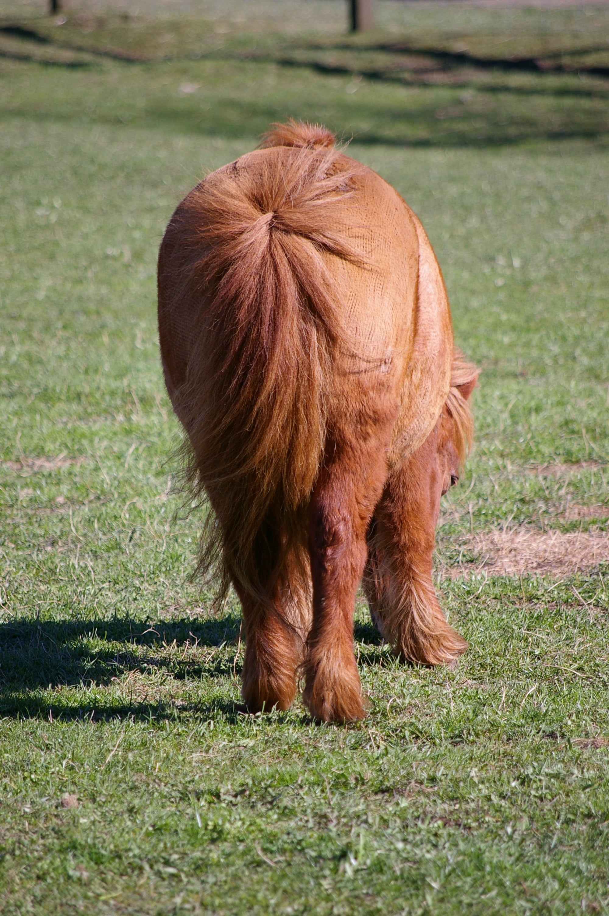 livestock, frayed, animal themes, farm, 2K, land, pony, mare, mammal, brown, no people, pony tail, outdoors, day, domestic animals, animal wildlife, herbivorous, Phone HD Wallpaper